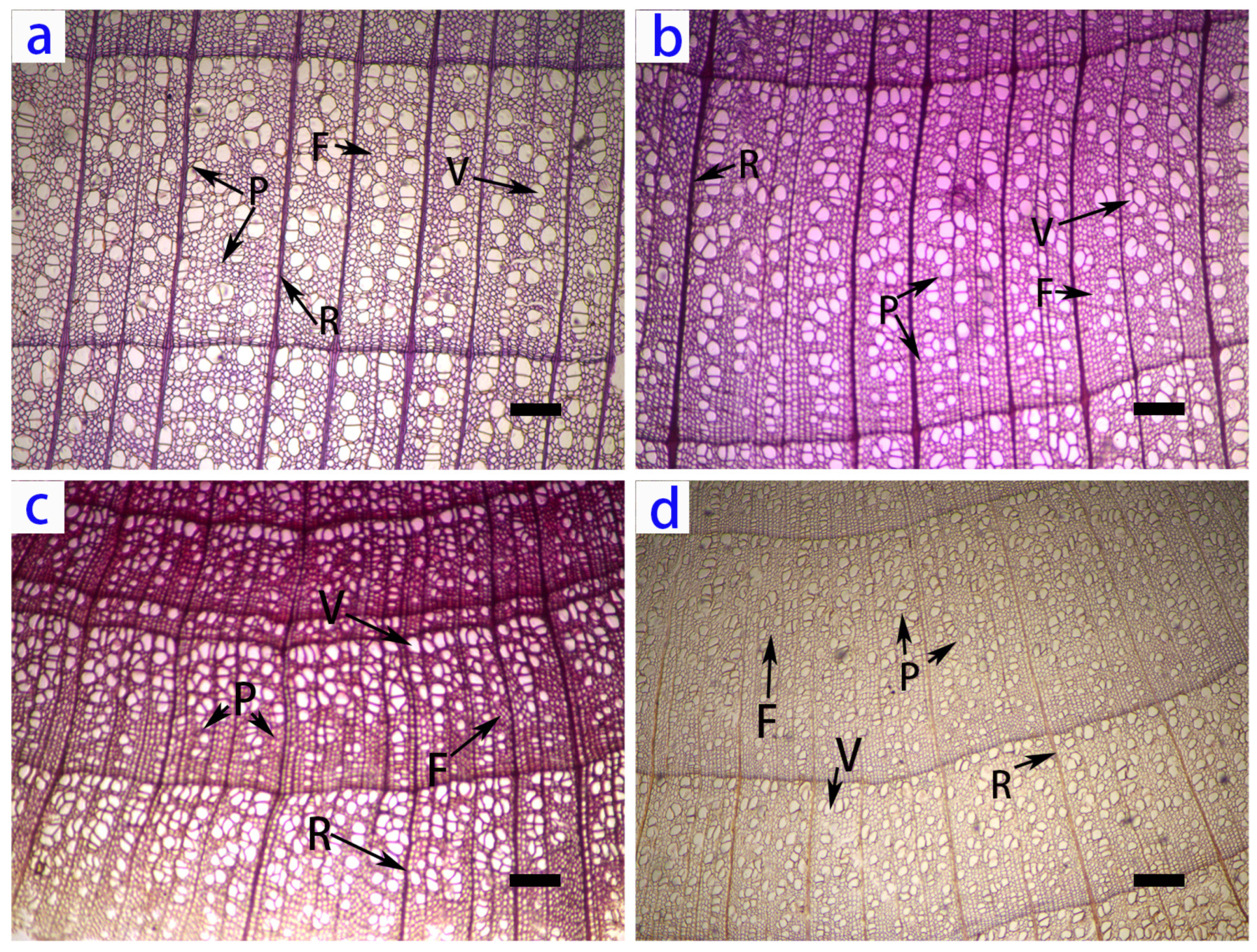 Forests 14 00760 g001 Forests 14 00760 g001