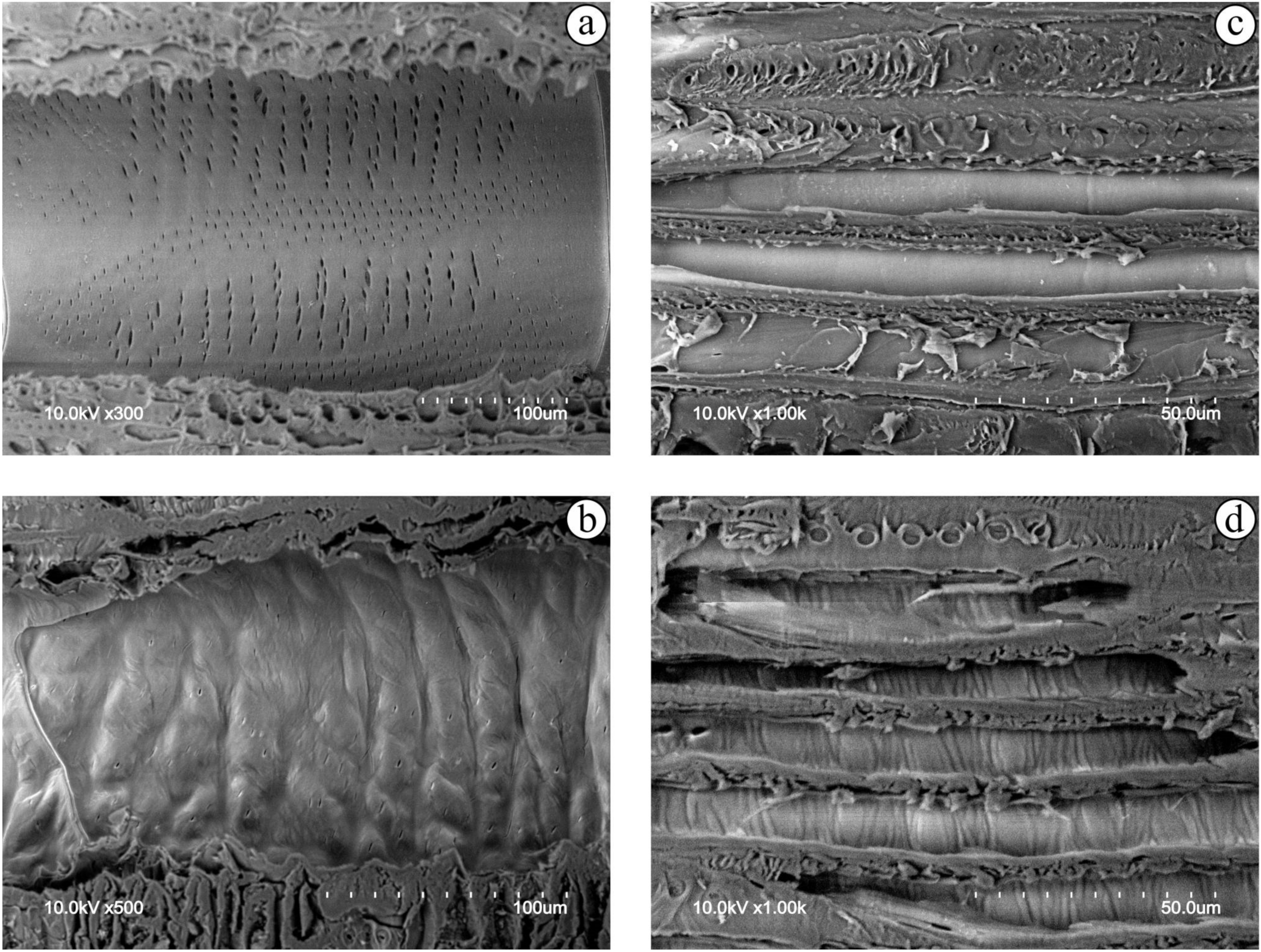 Forests 14 00763 g015 Forests 14 00763 g015