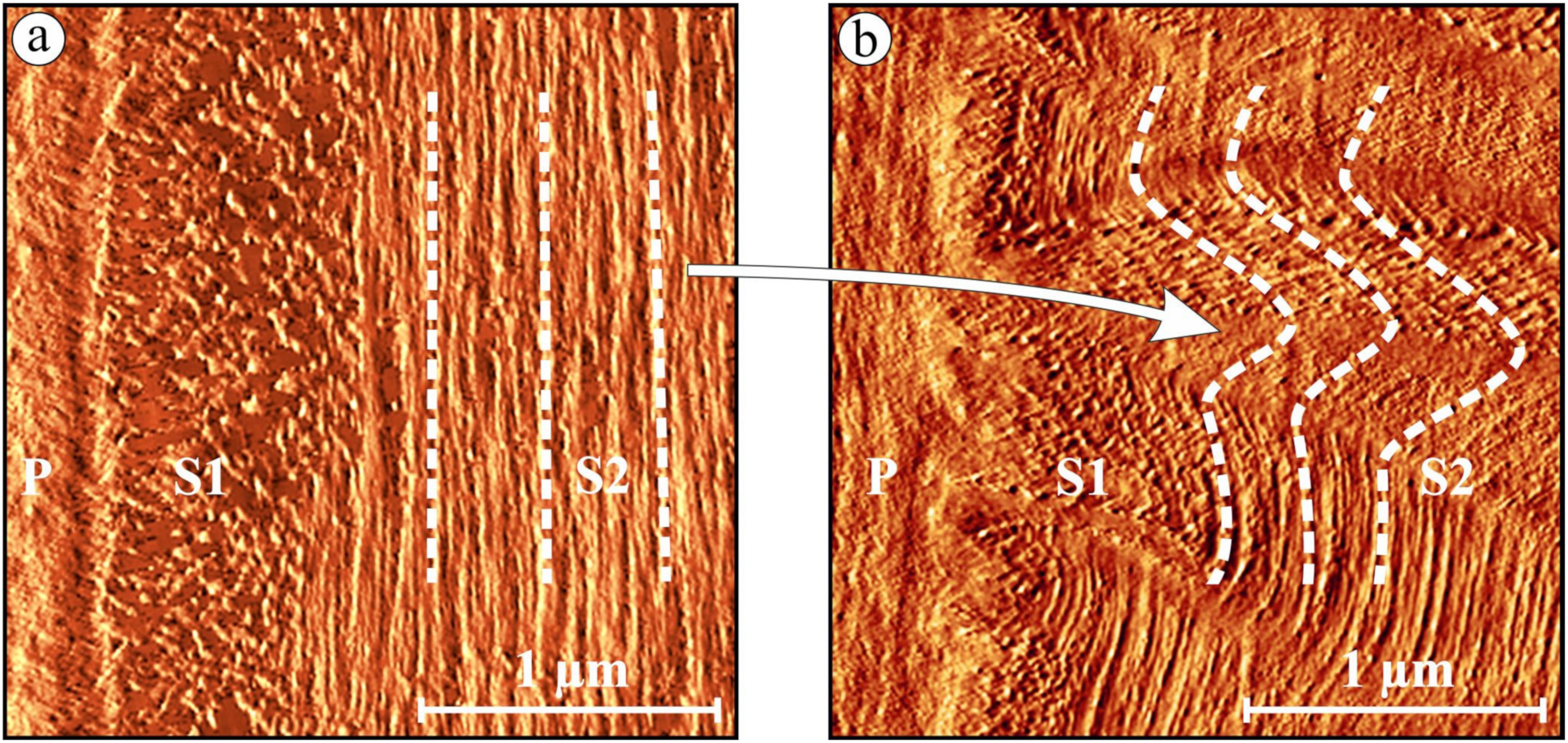 Forests 14 00763 g017 Forests 14 00763 g017