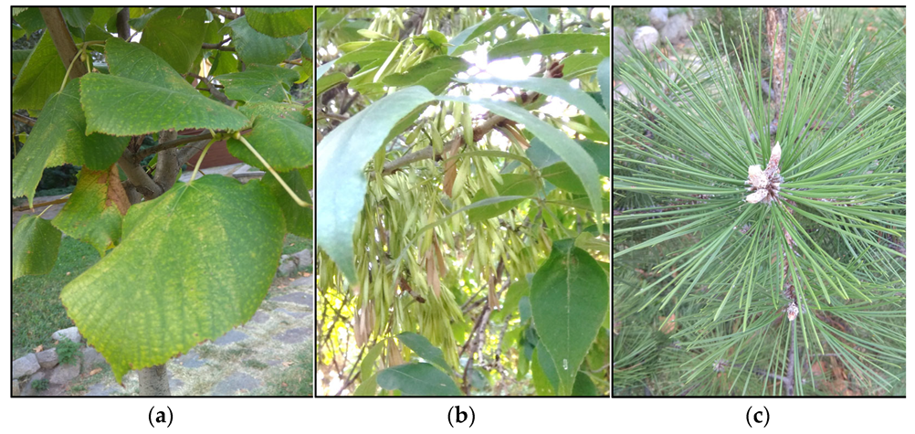 Forests 14 00800 g003