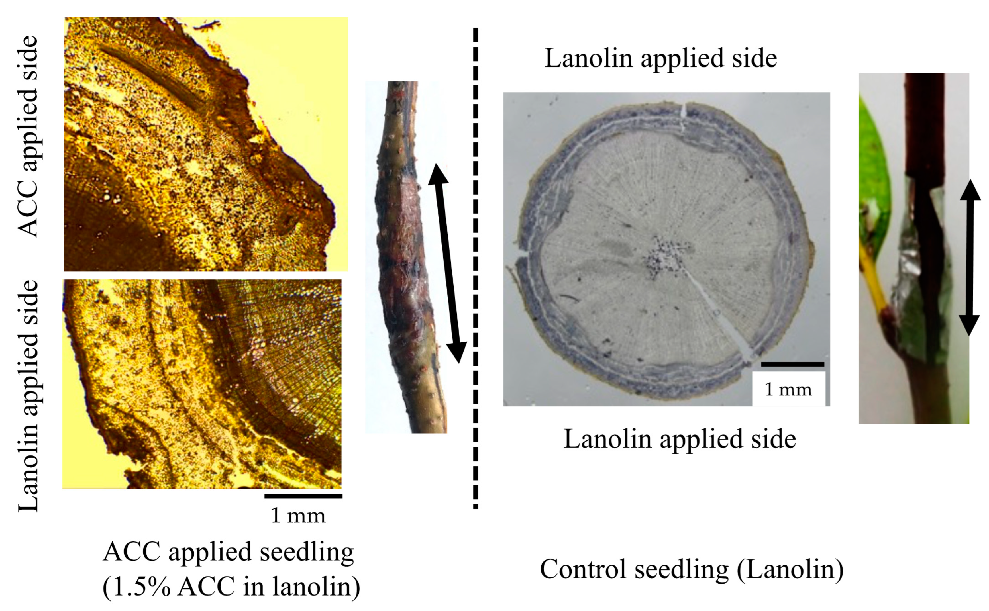 Forests 14 00813 g005 Forests 14 00813 g005