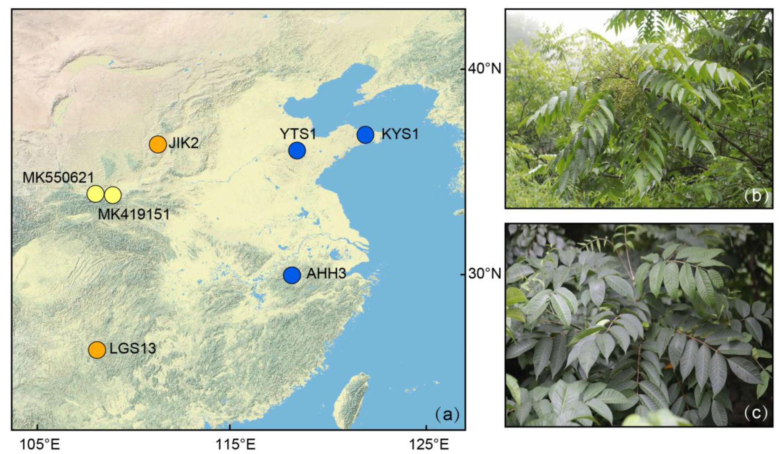 Forests 14 00818 g001 Forests 14 00818 g001