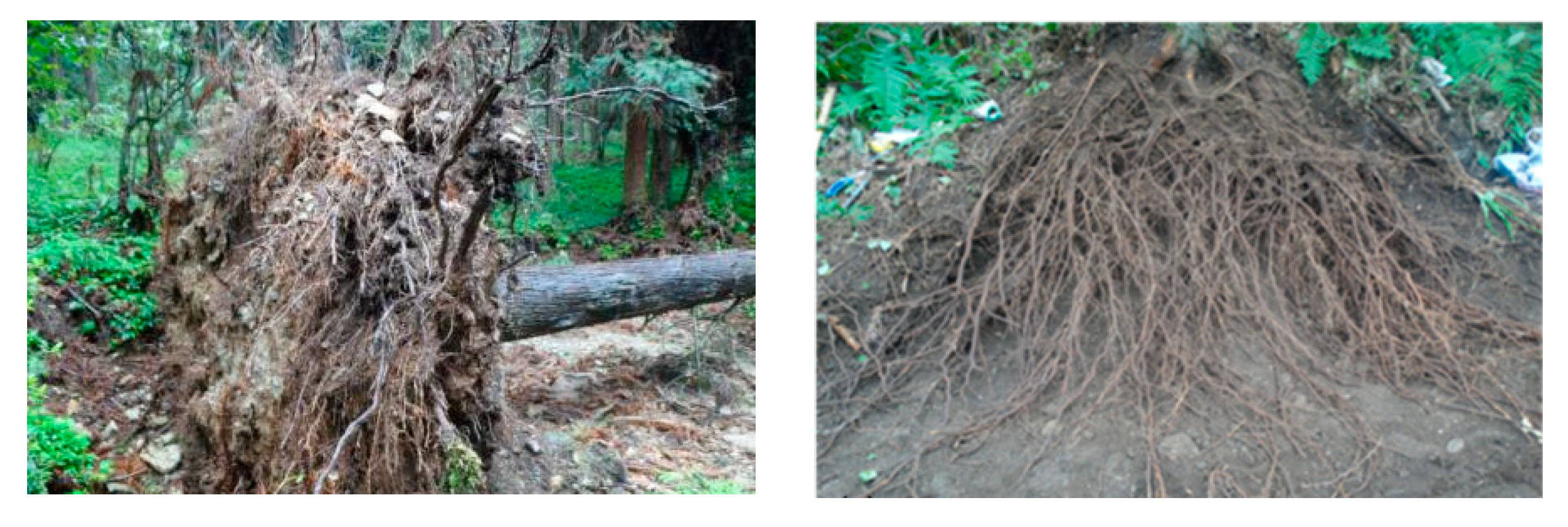 Forests 14 00819 g004