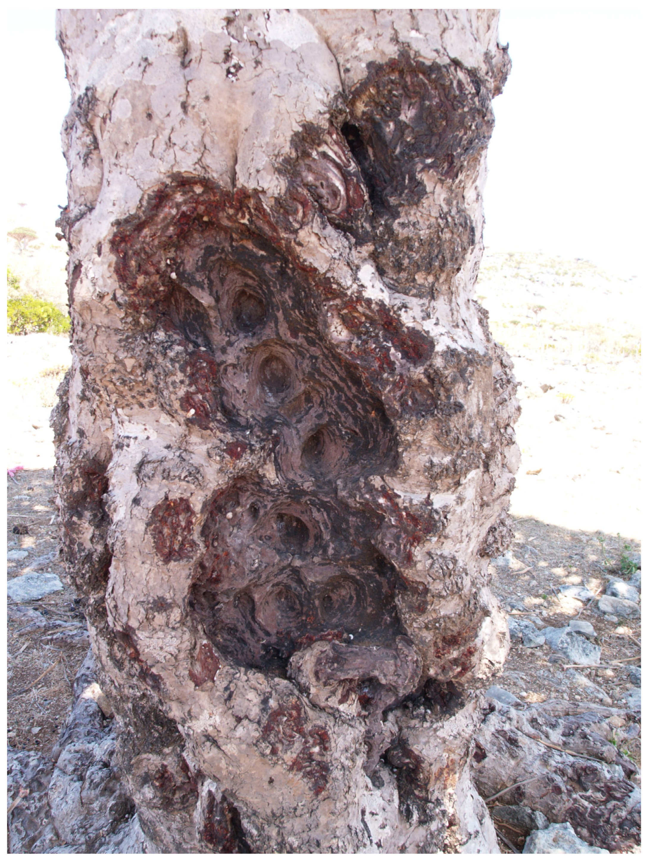 Forests 14 00840 g004 Forests 14 00840 g004