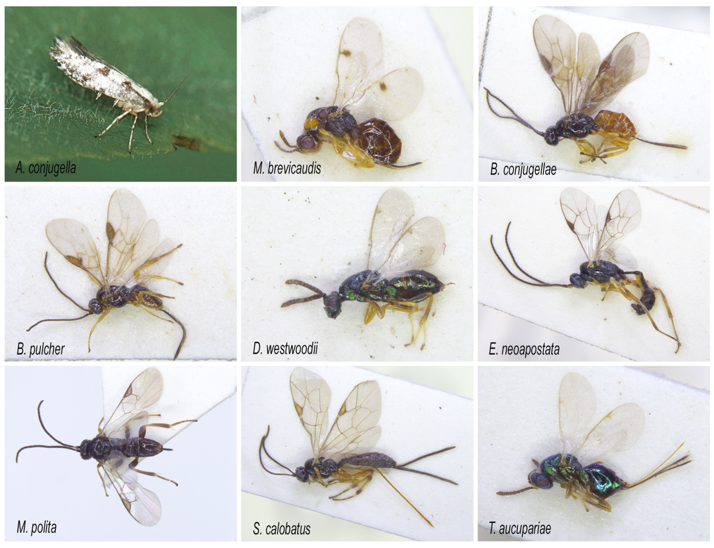 Forests 14 00847 g002 Forests 14 00847 g002