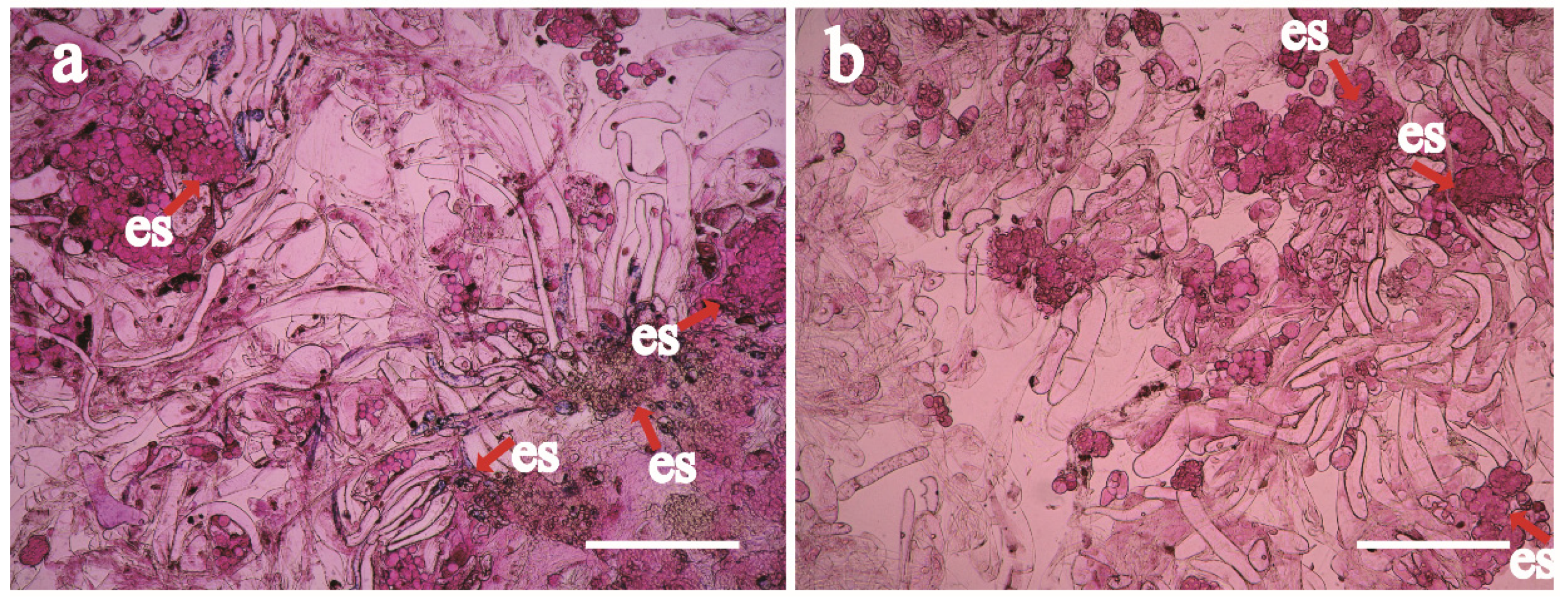 Forests 14 00850 g004