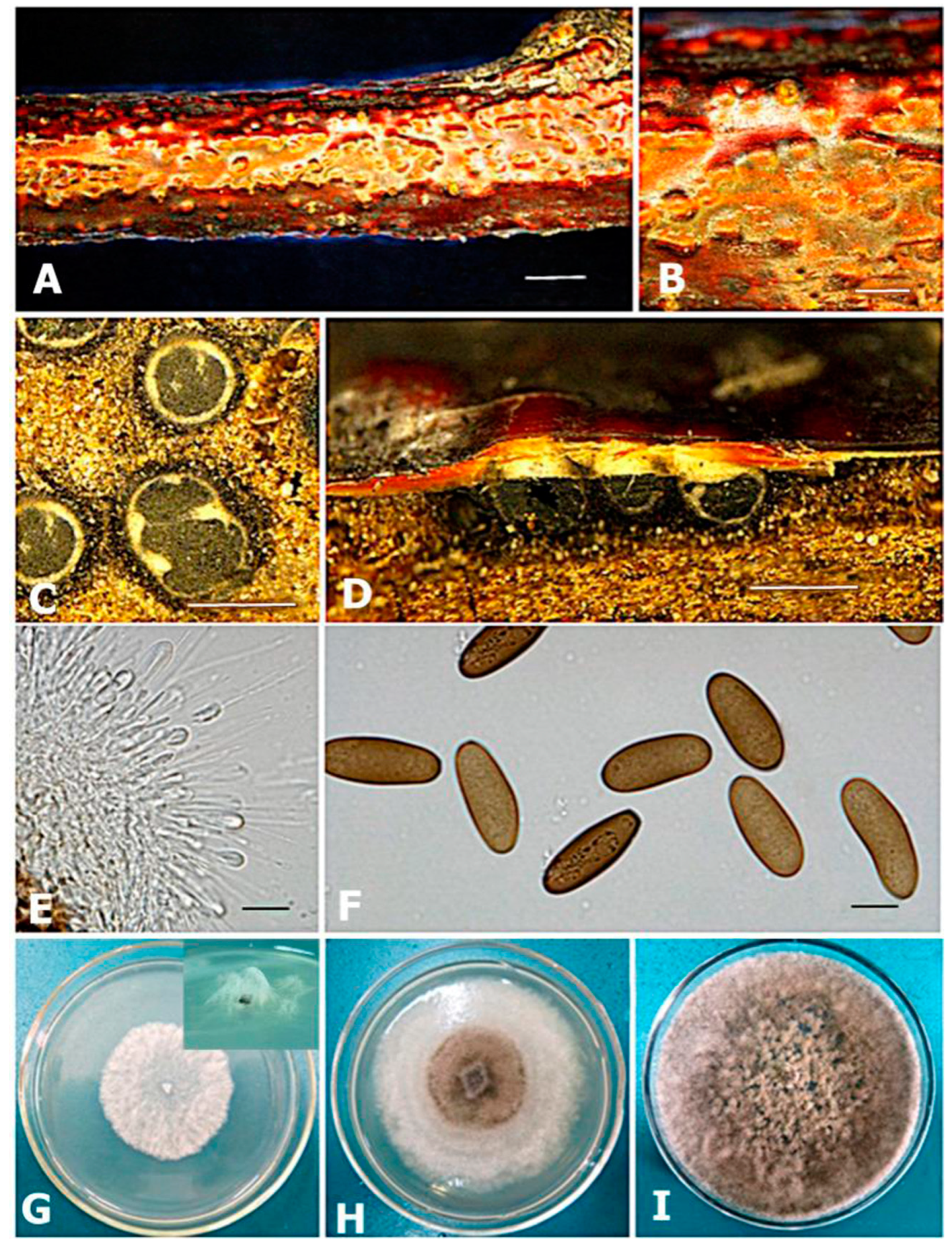 Forests 14 00864 g003