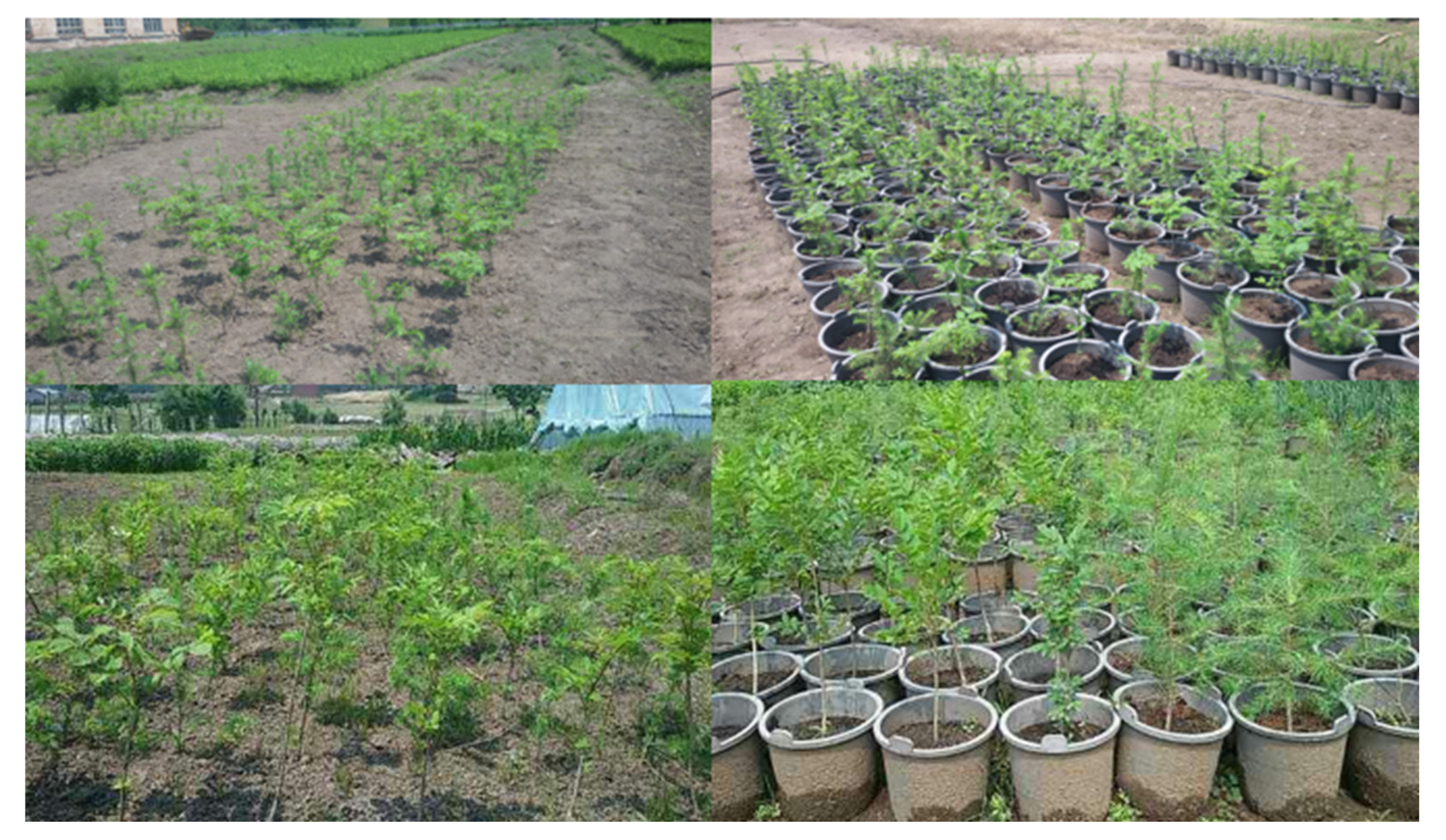 Forests 14 00871 g001 Forests 14 00871 g001