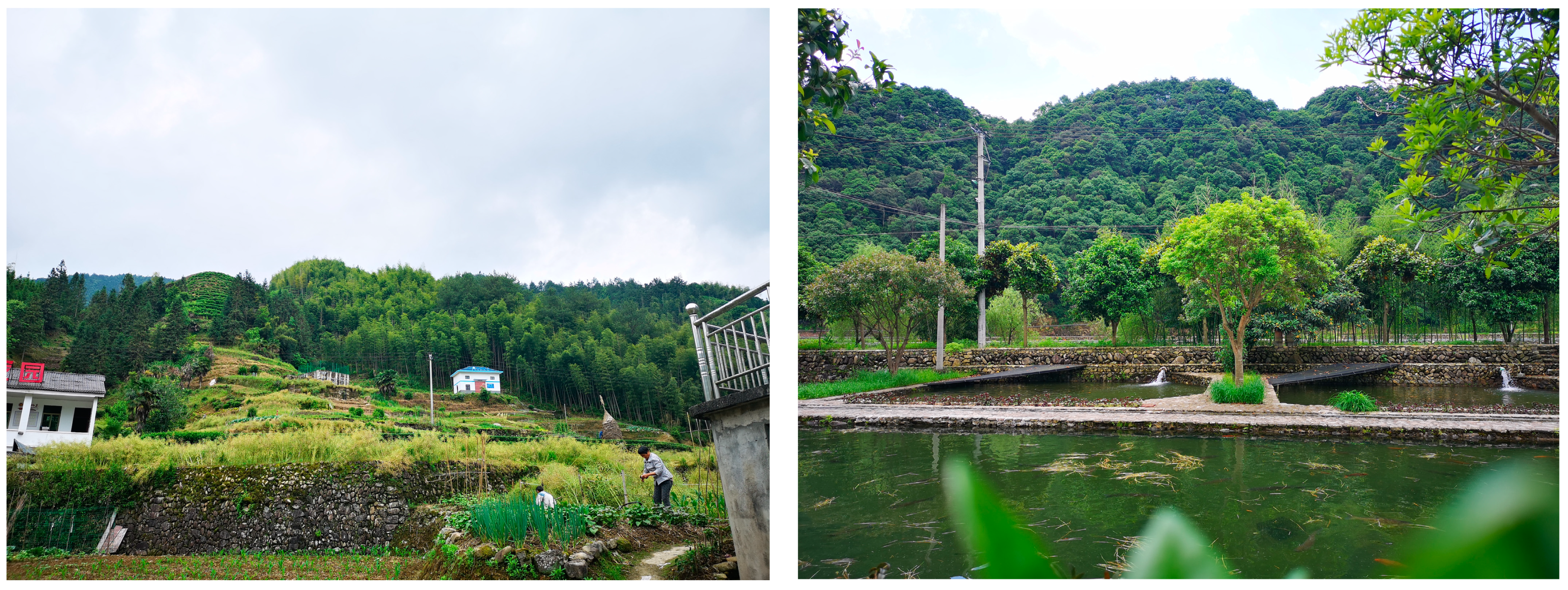 Forests 14 00872 g002