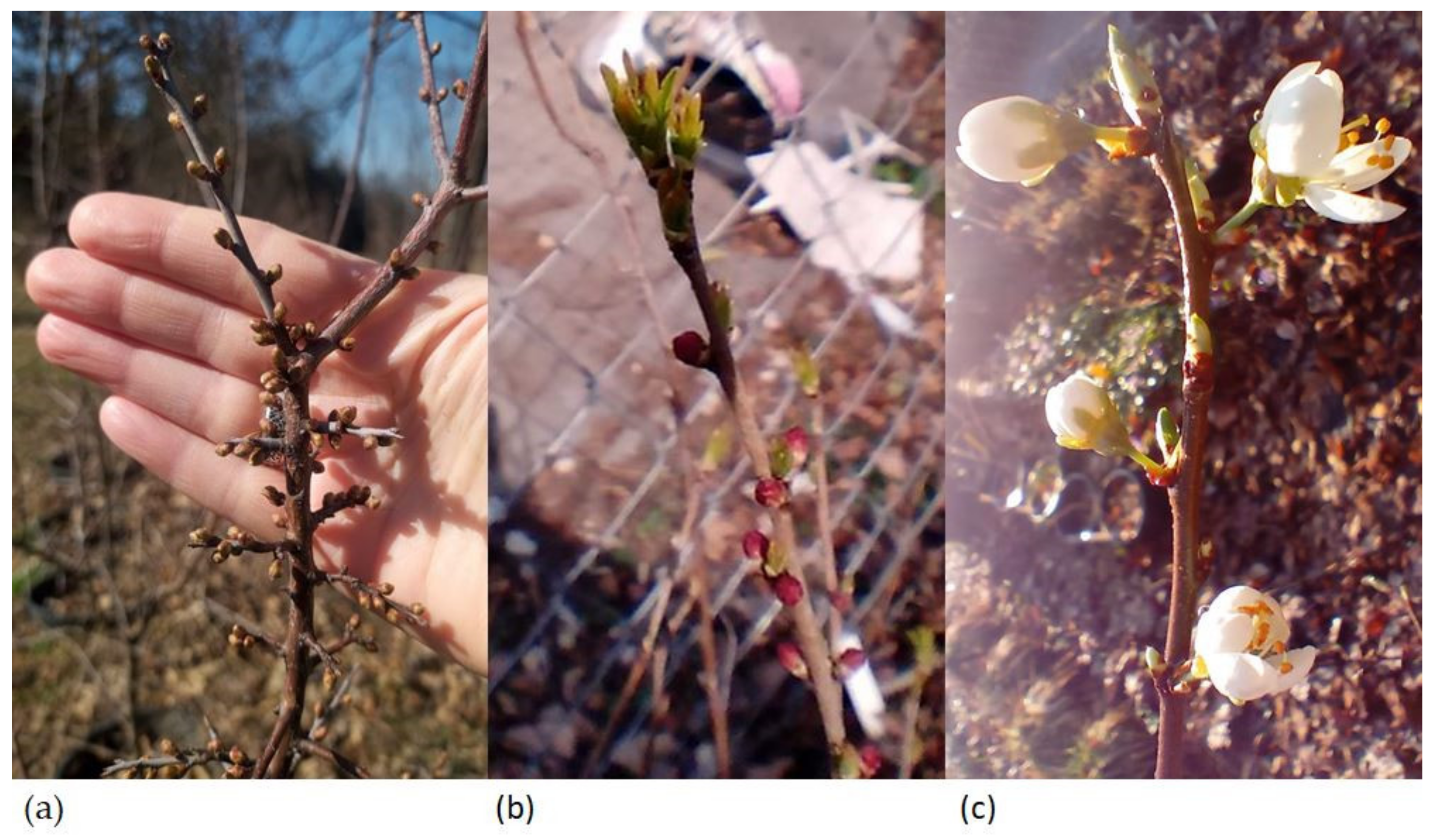 Forests 14 00885 g002