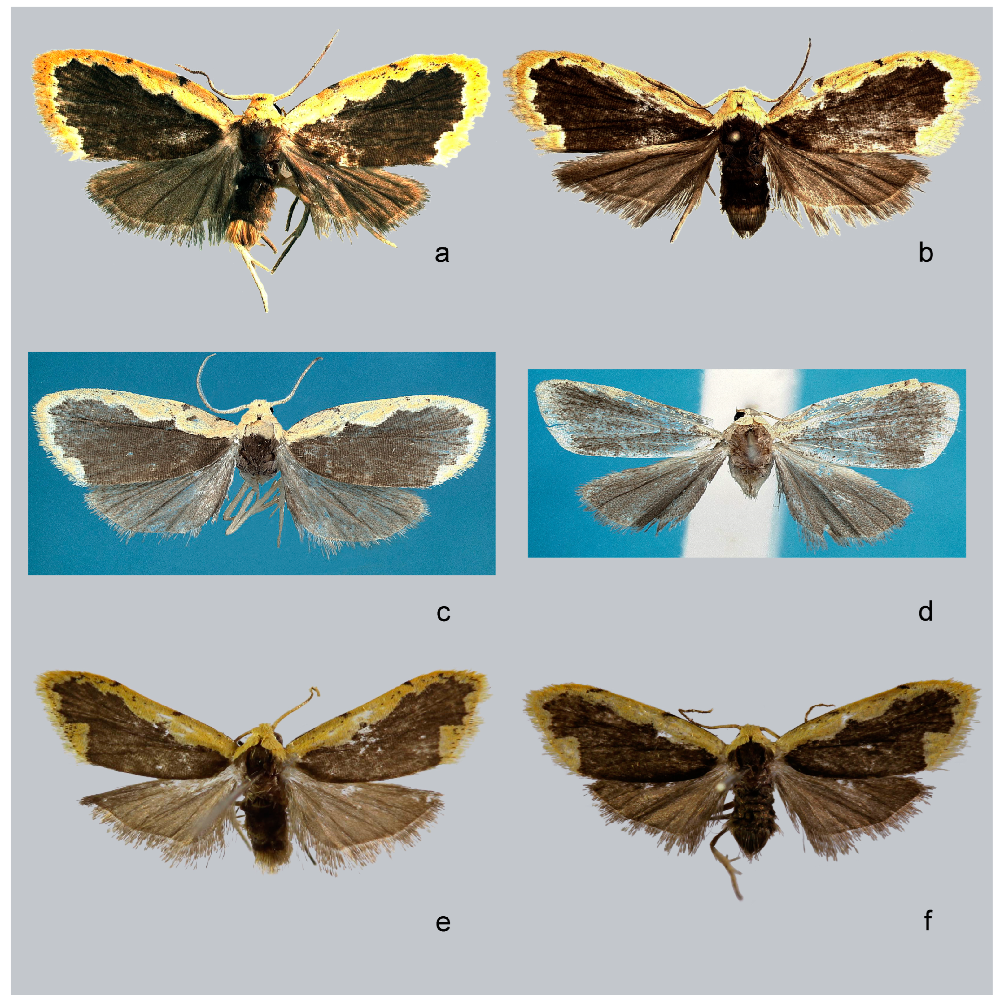 Forests 14 00889 g004