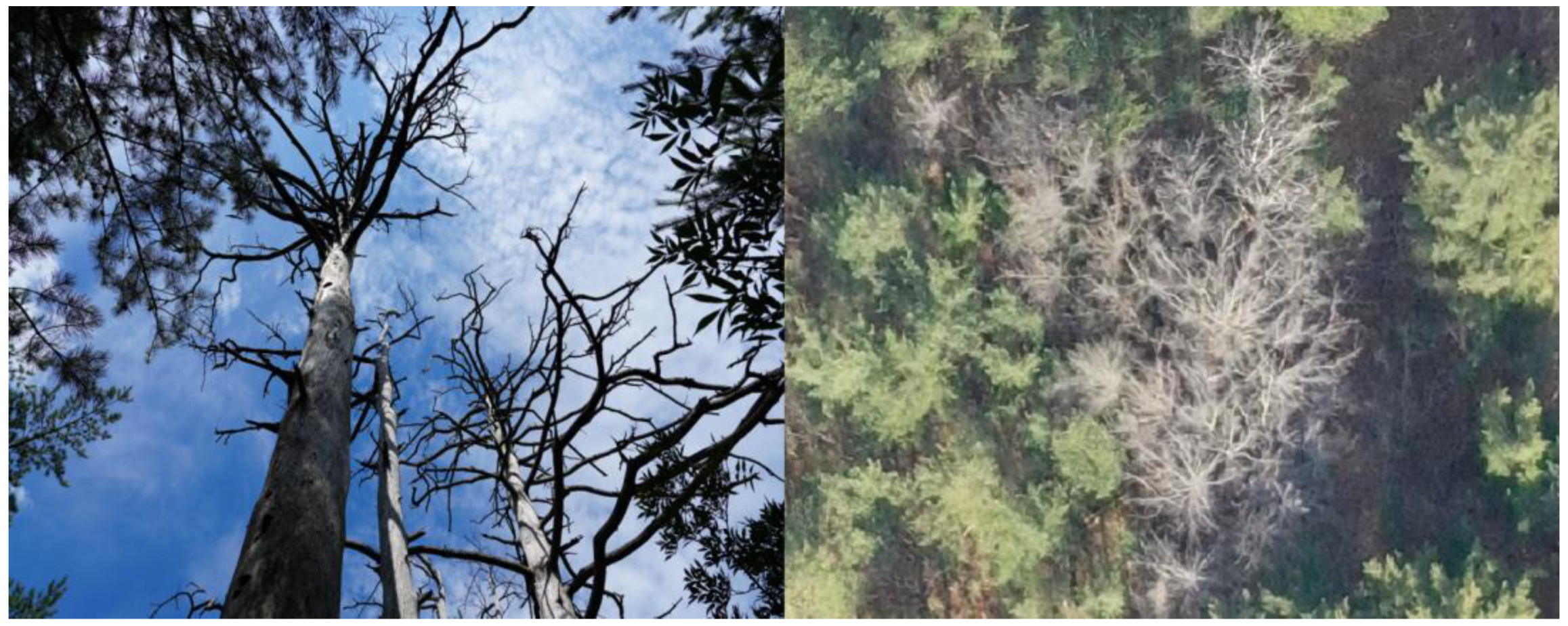 Forests 14 00903 g002