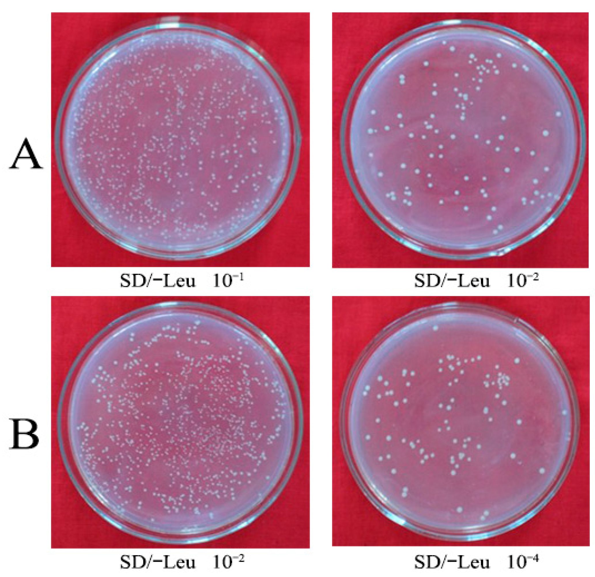 Forests 14 00911 g002