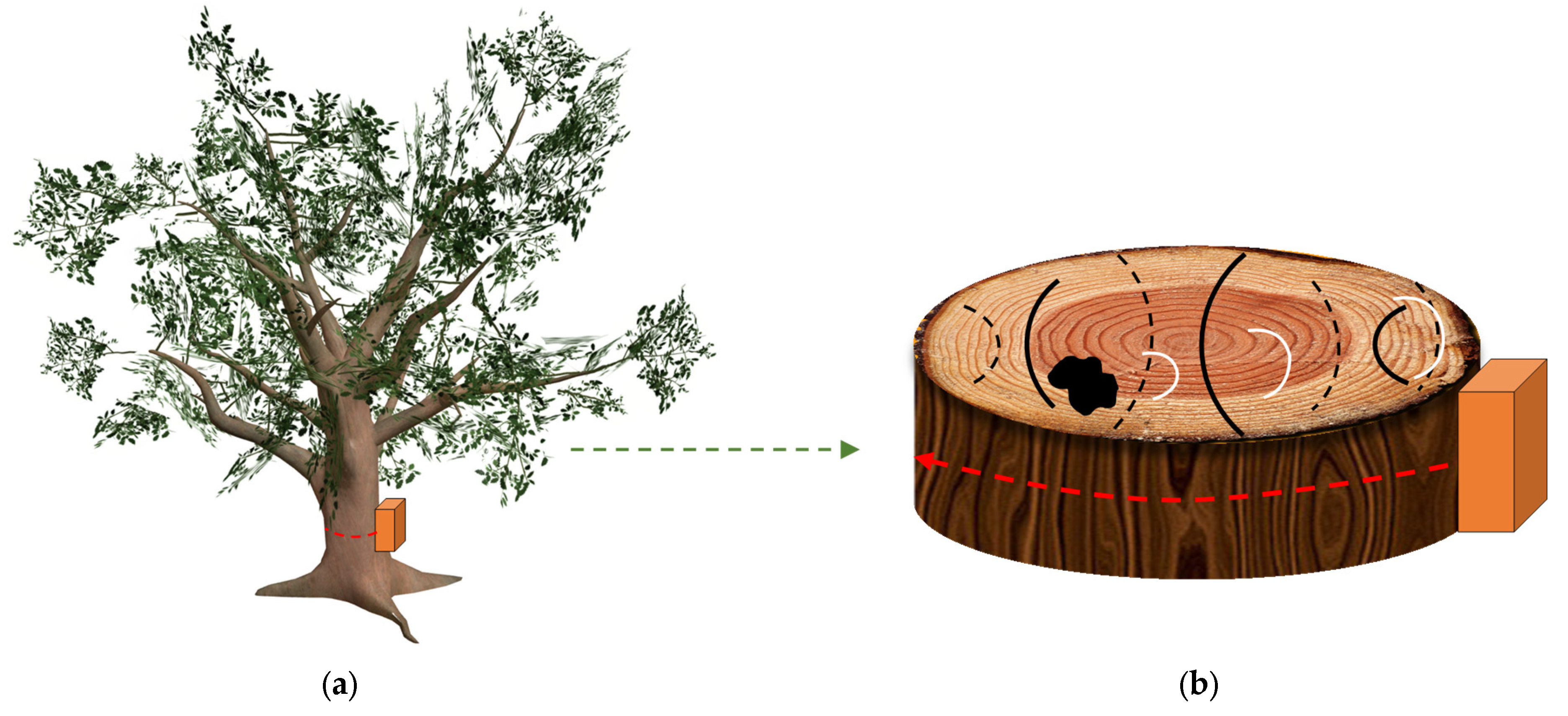 Forests 14 00912 g001 Forests 14 00912 g001