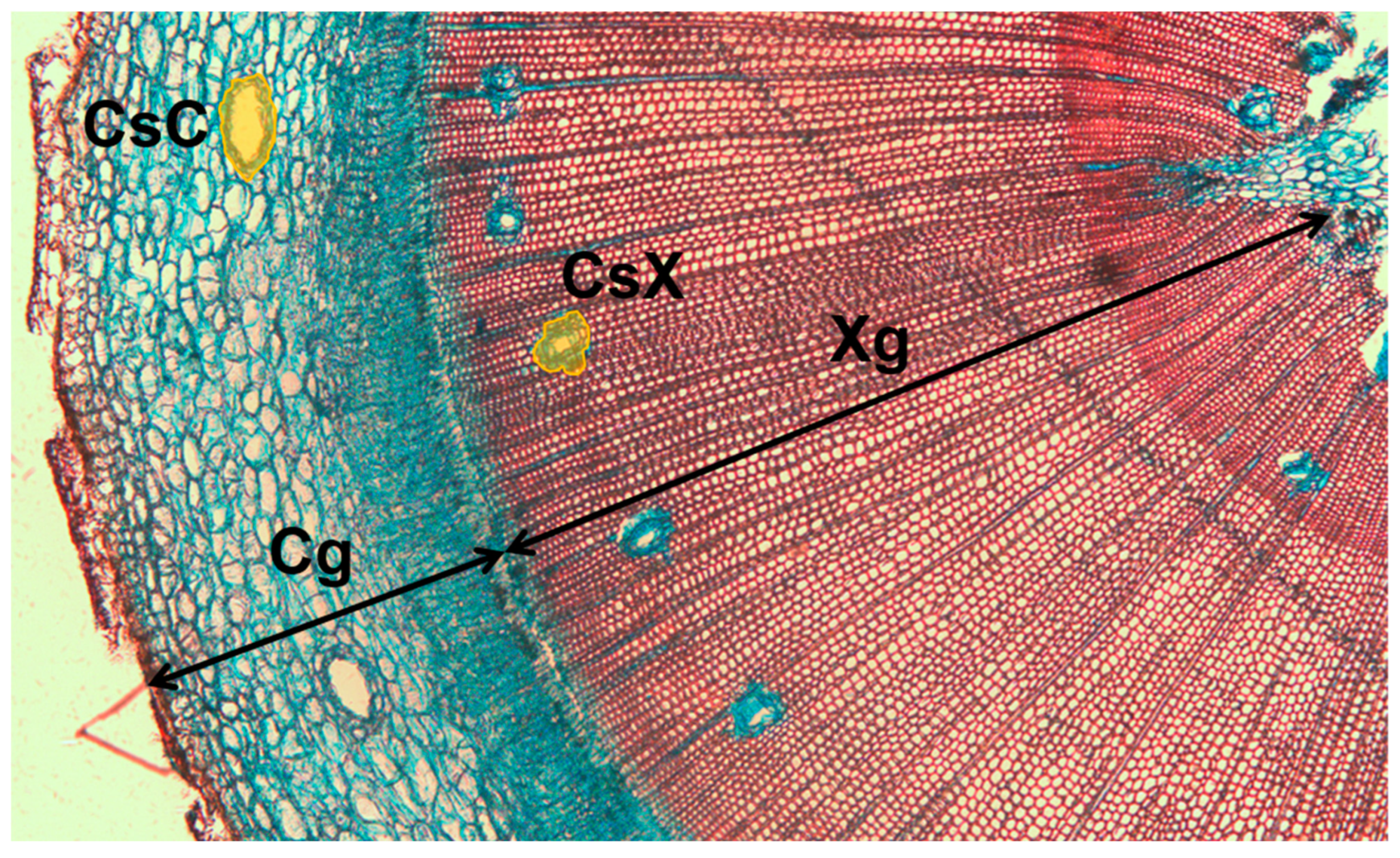 Forests 14 00925 g001 Forests 14 00925 g001