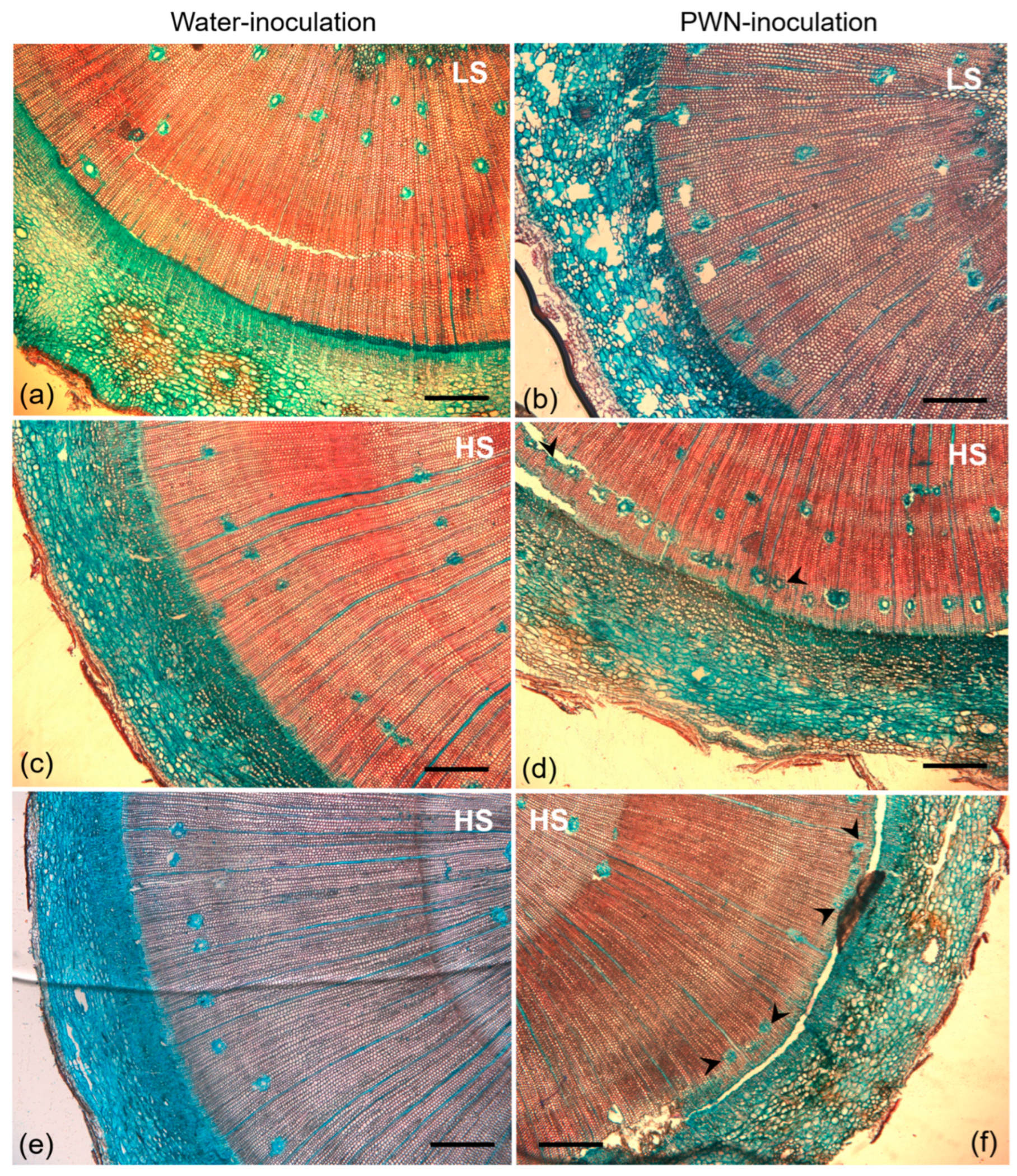 Forests 14 00925 g004 Forests 14 00925 g004