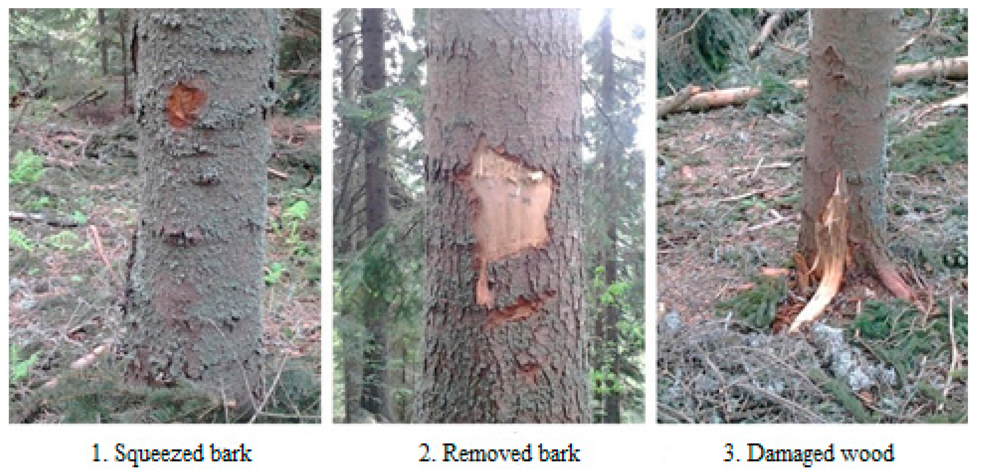 Forests 14 00927 g004