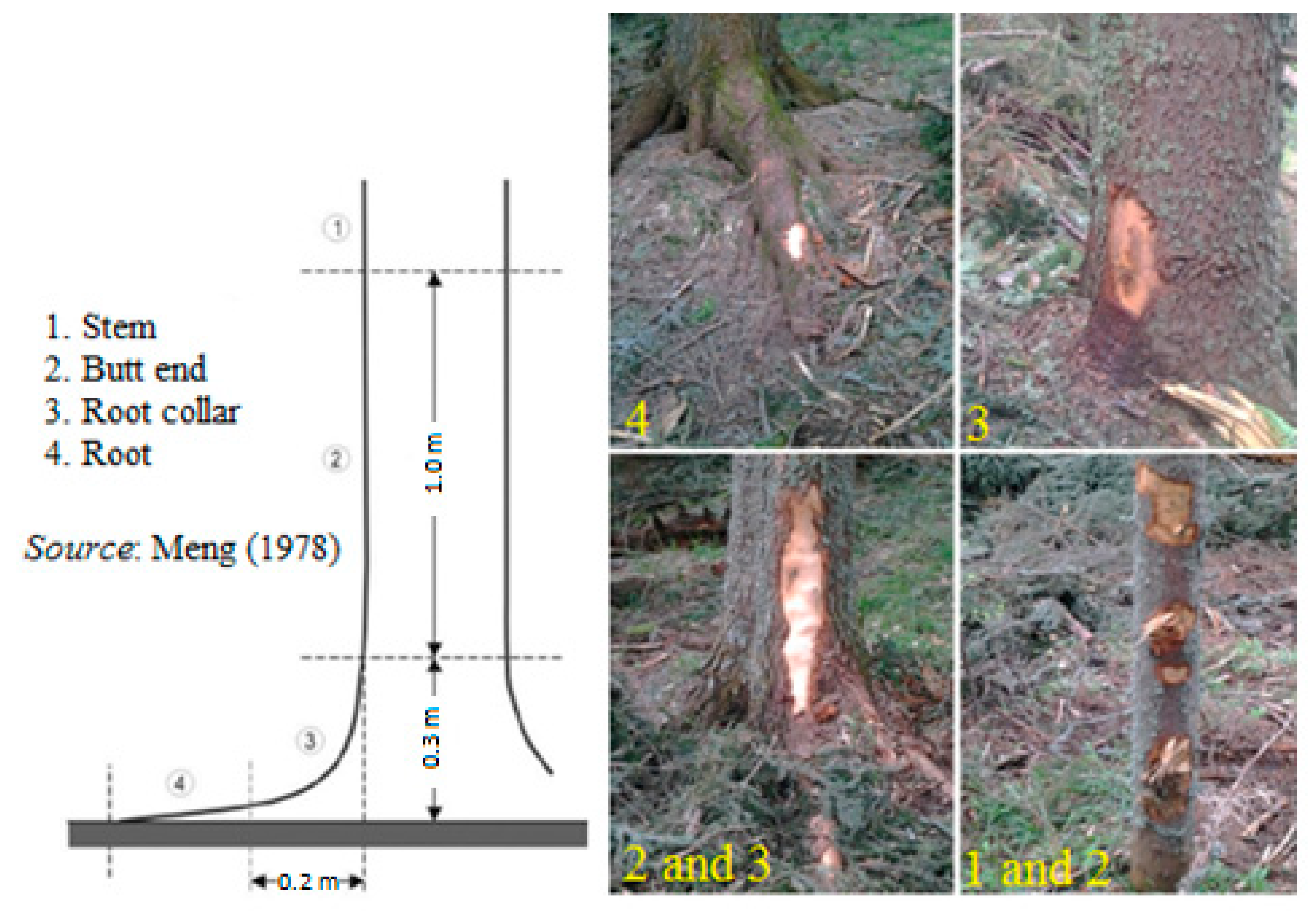 Forests 14 00927 g005