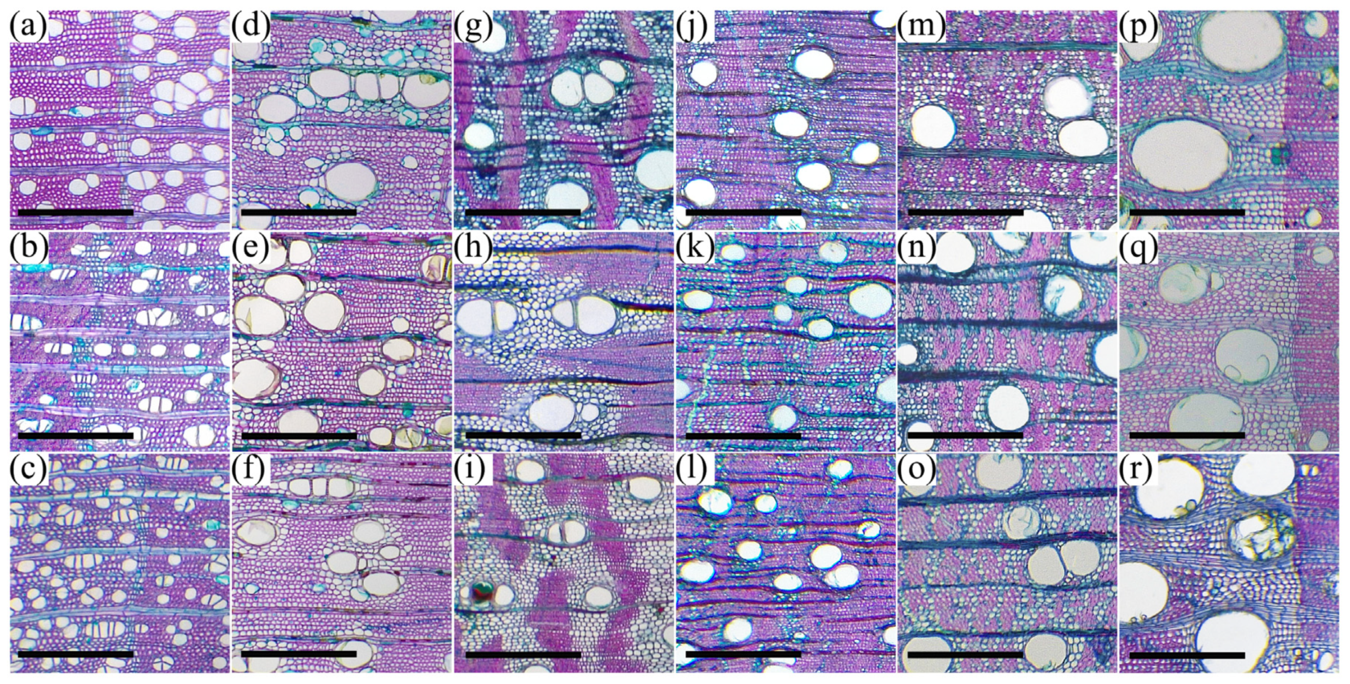 Forests 14 00950 g001 Forests 14 00950 g001