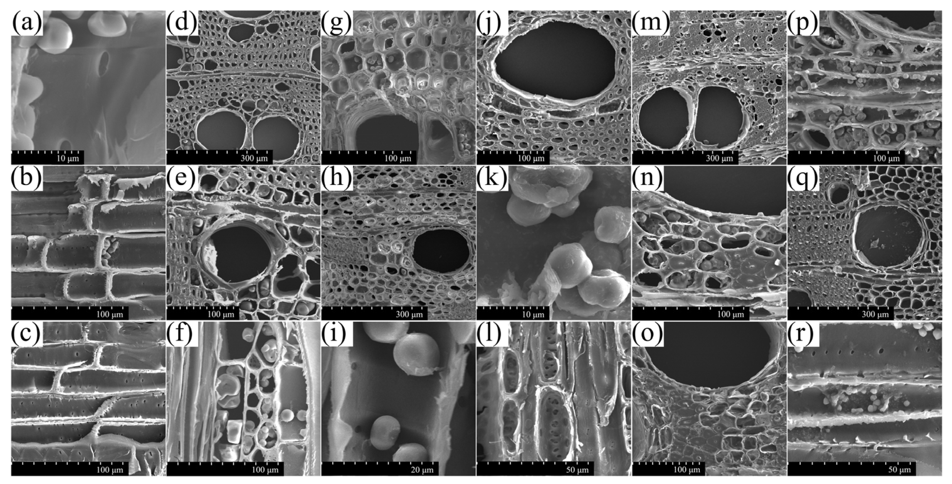 Forests 14 00950 g006 Forests 14 00950 g006