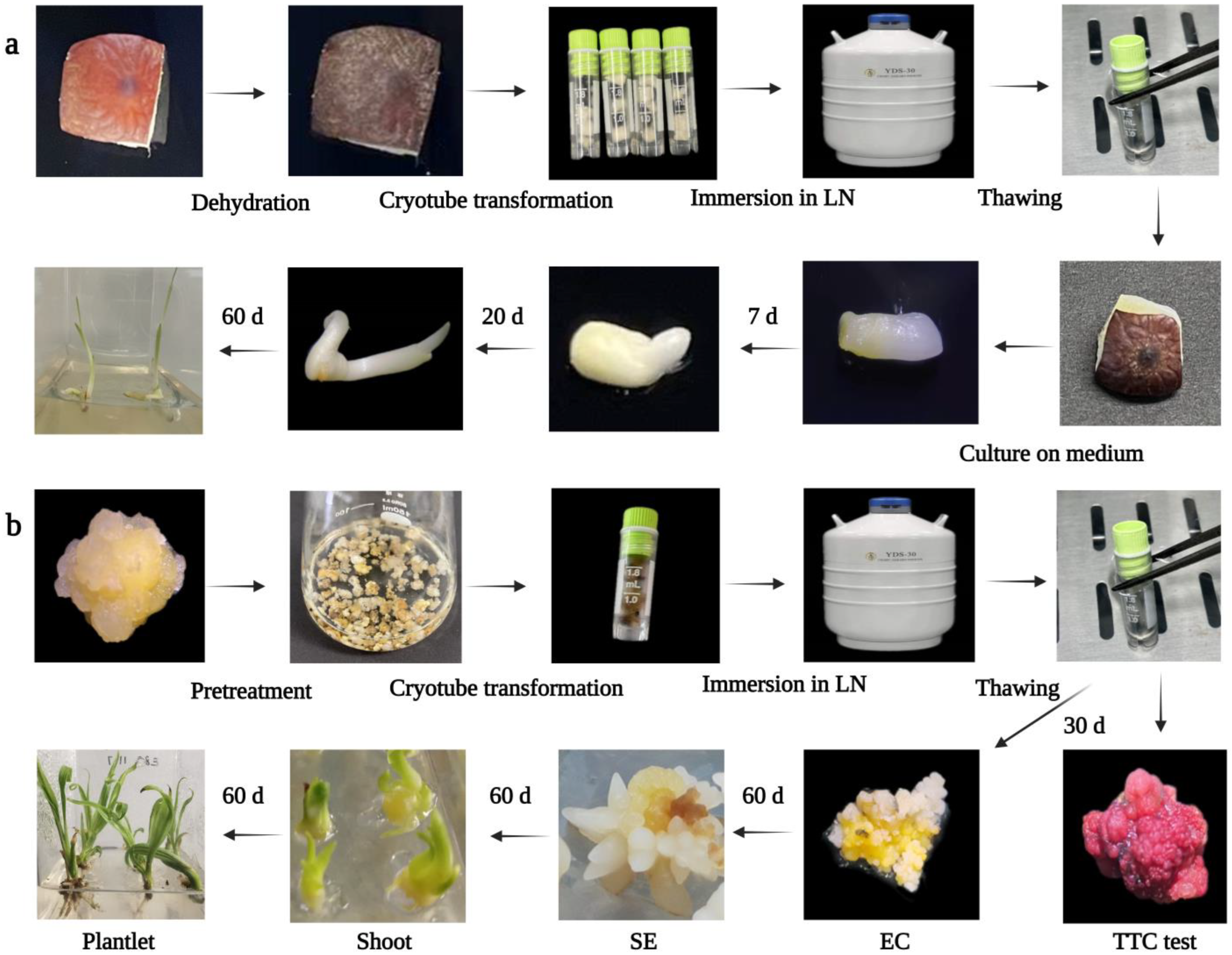 Forests 14 00966 g001 Forests 14 00966 g001