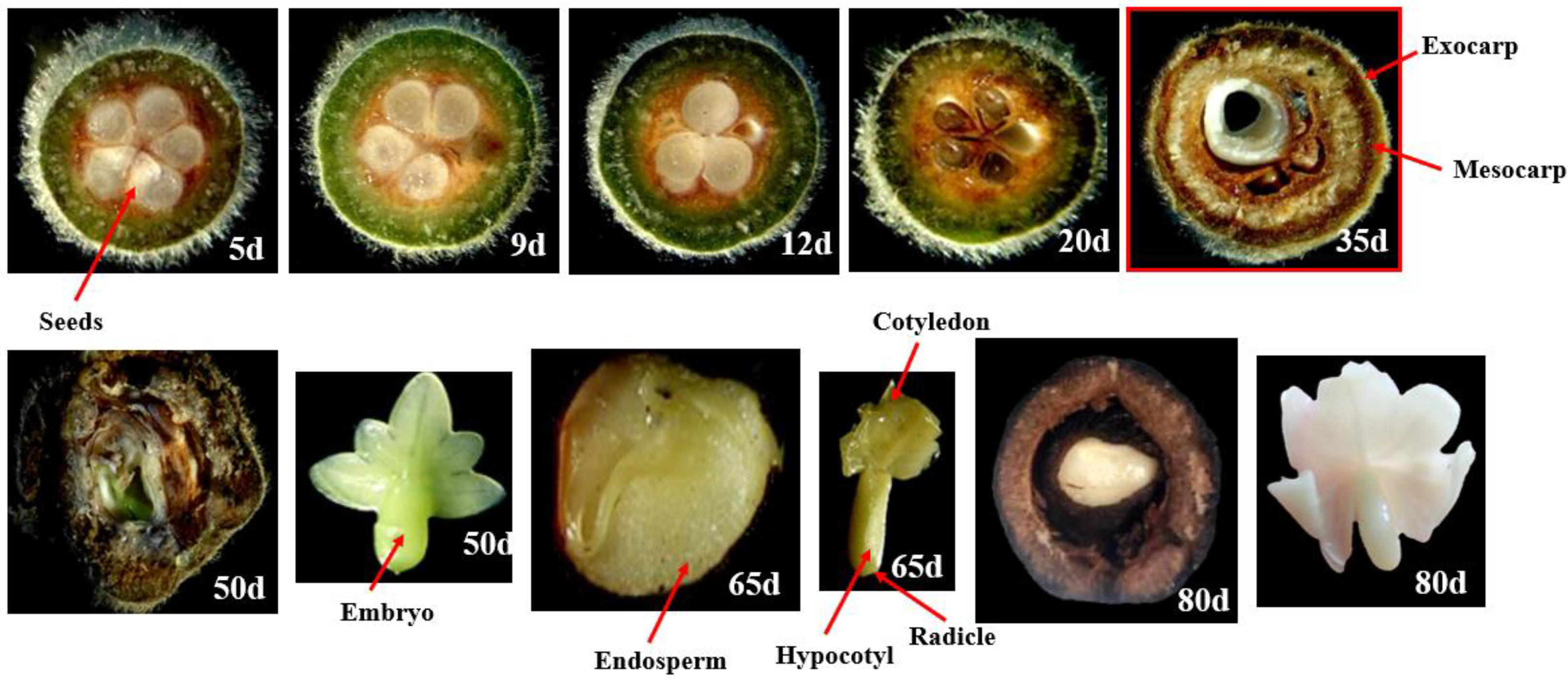 Forests 14 00969 g005 Forests 14 00969 g005