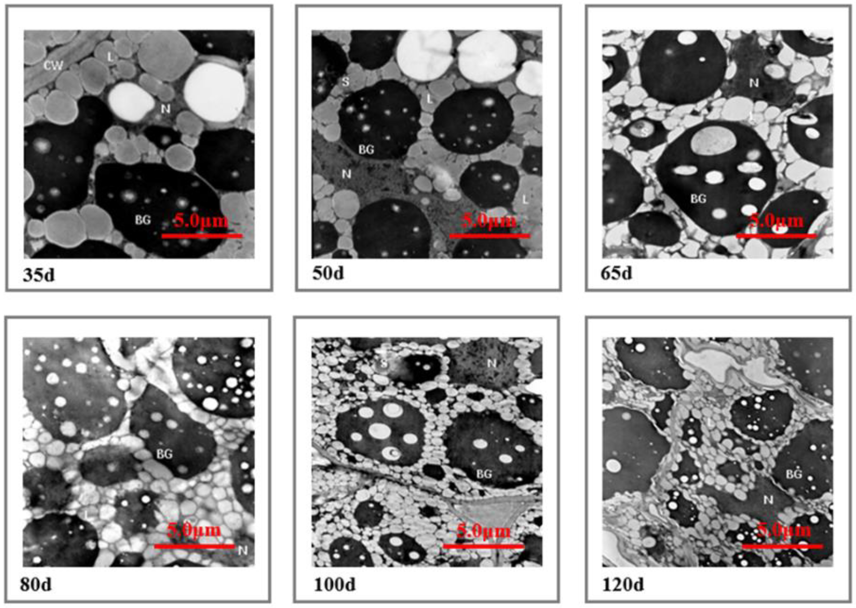 Forests 14 00969 g006 Forests 14 00969 g006