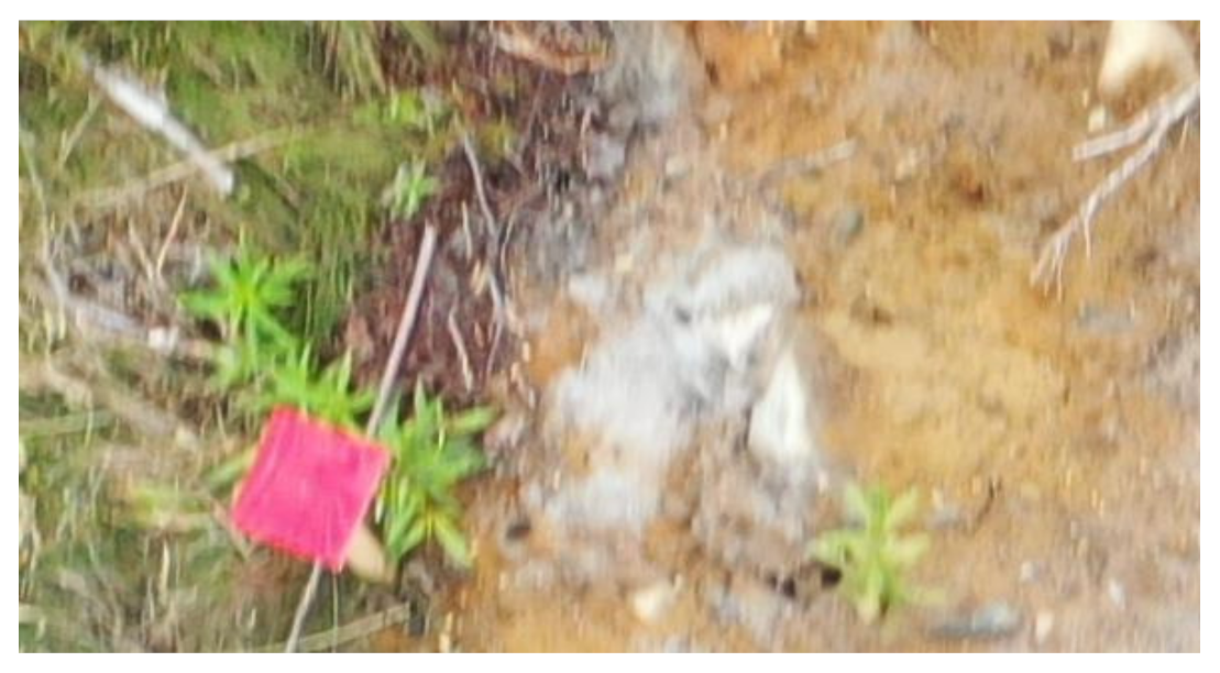 Forests 14 00973 g005