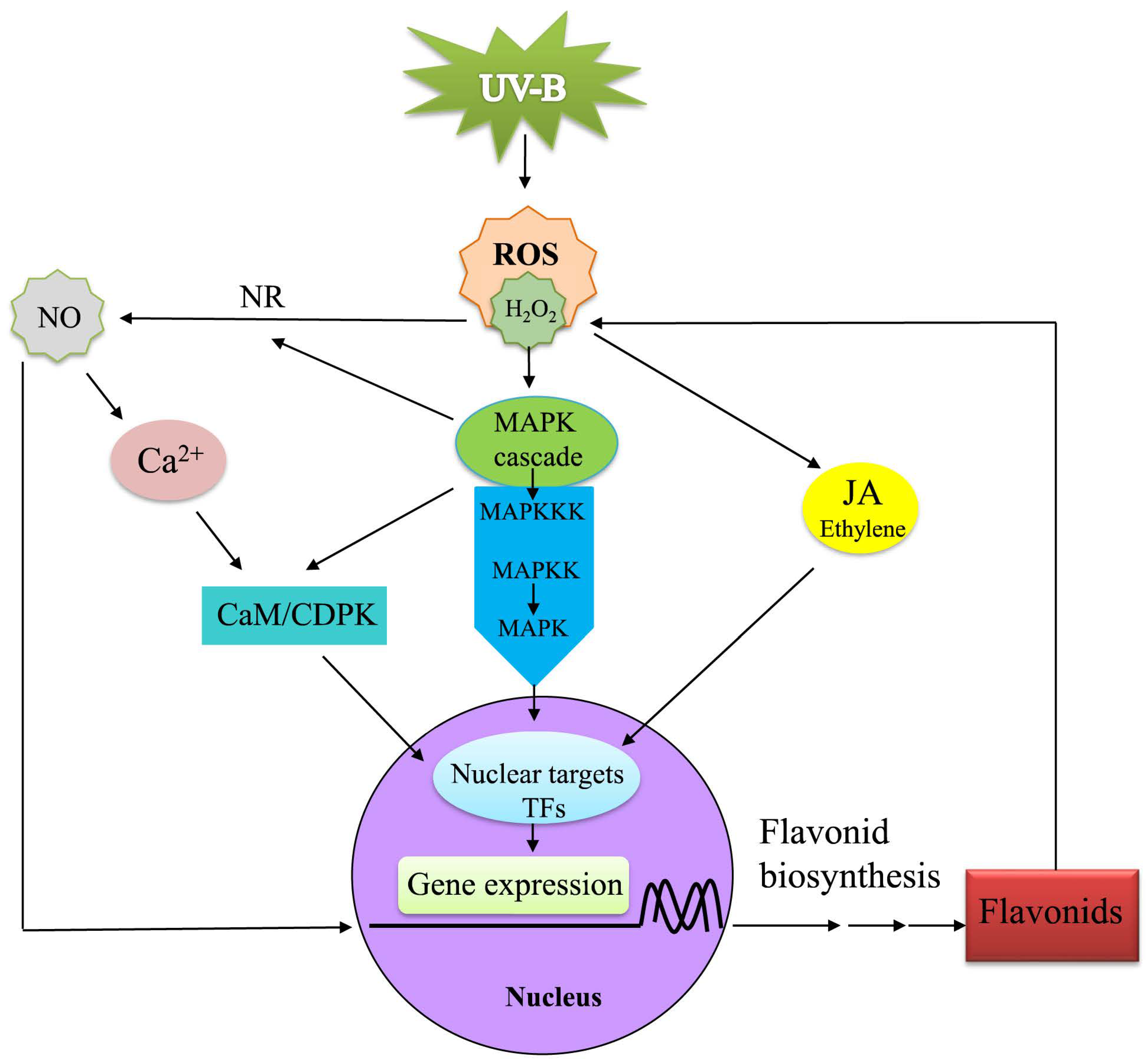 Forests 14 00979 g009