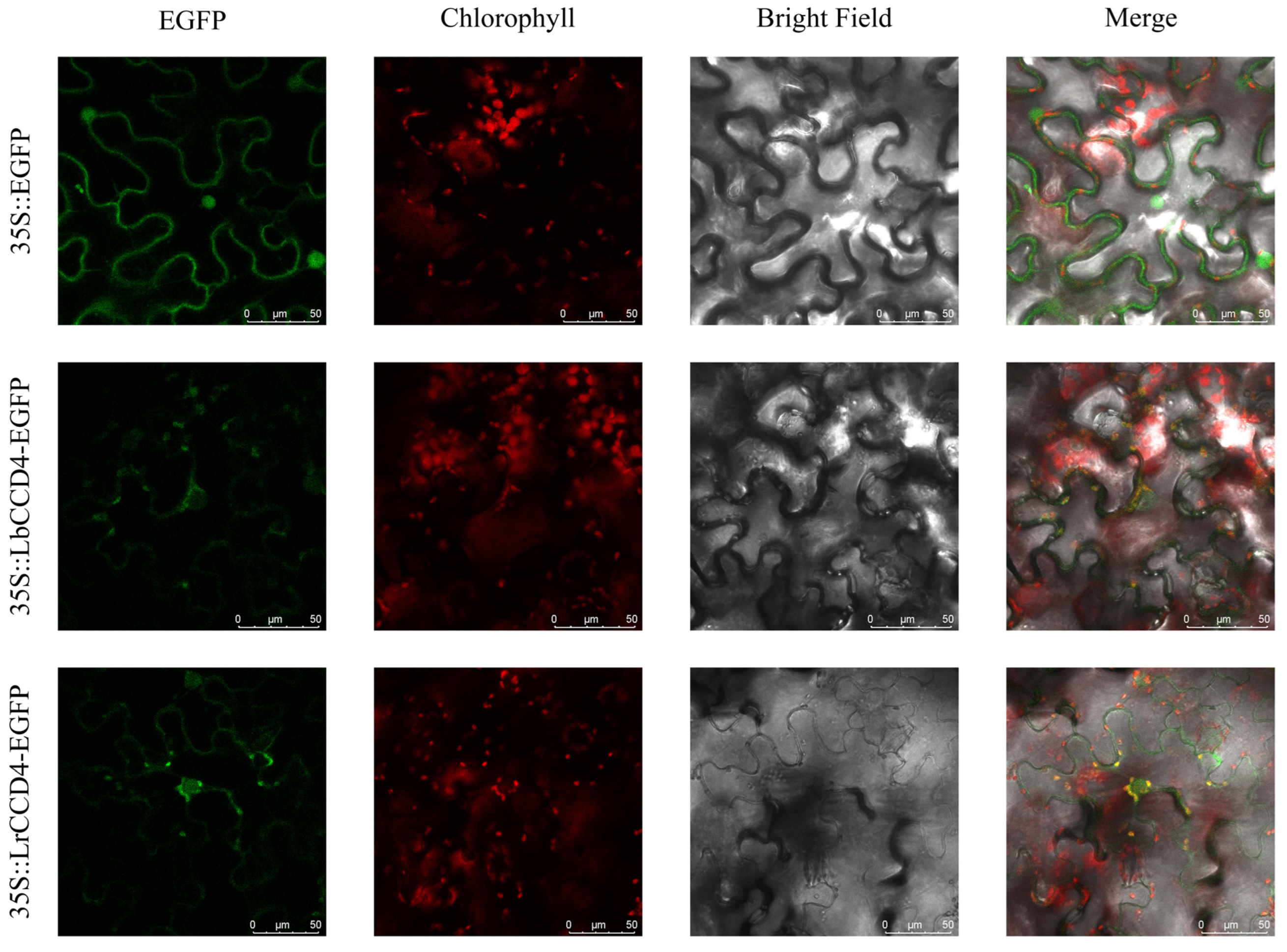 Forests 14 00983 g006