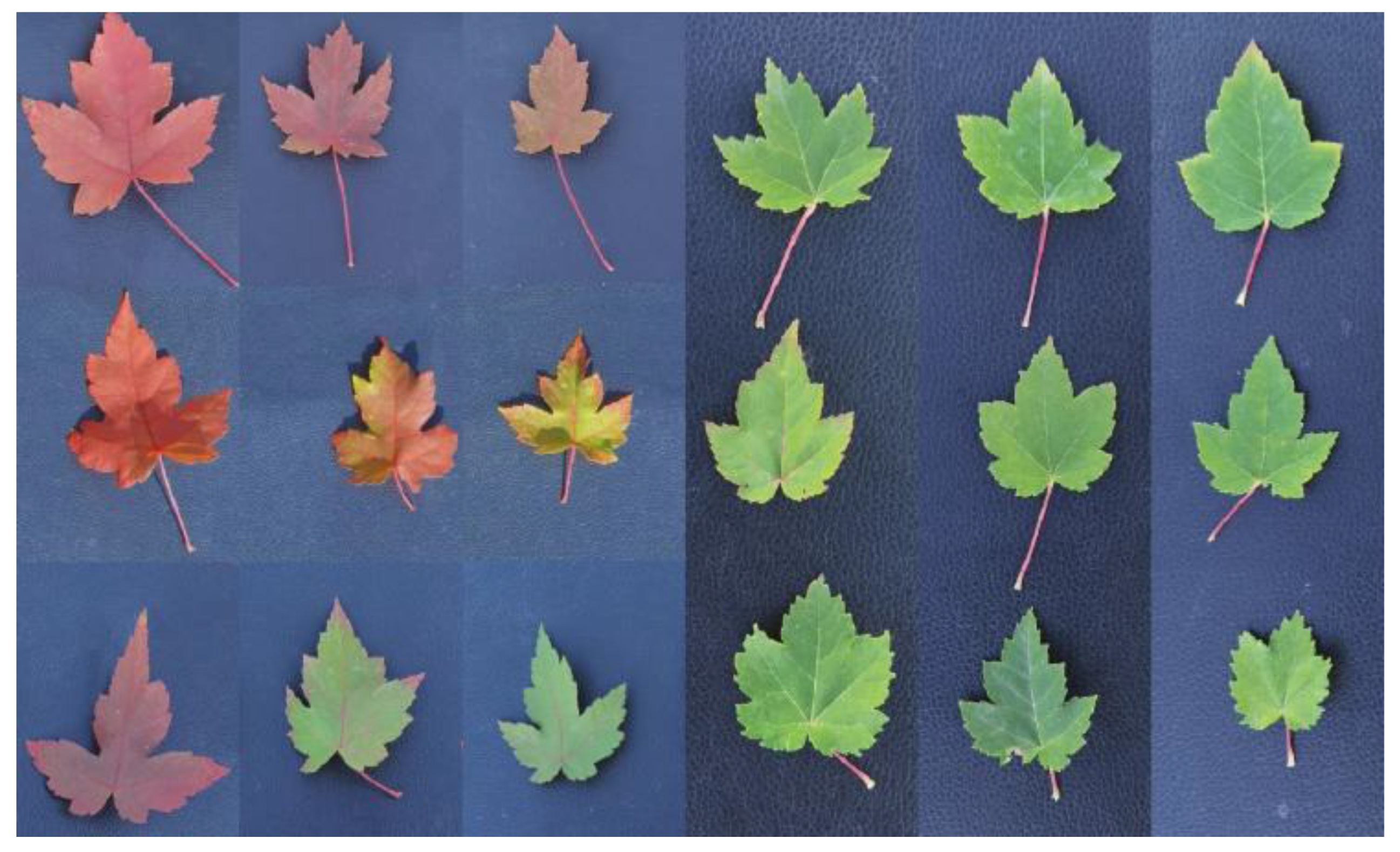 Forests 14 00998 g001 Forests 14 00998 g001