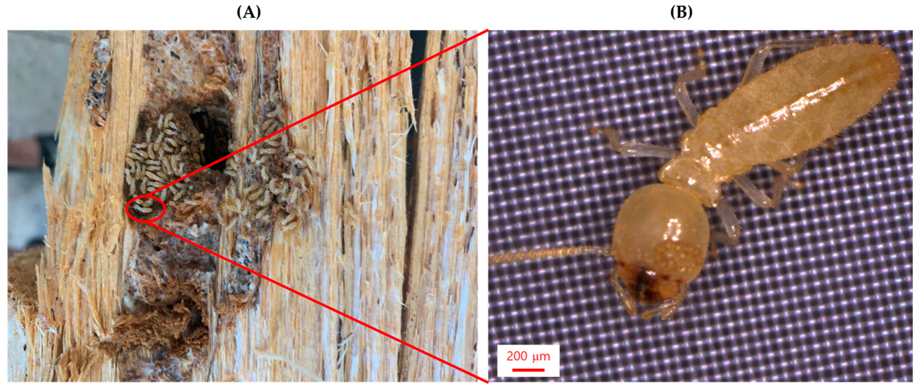 Forests 14 01000 g001 Forests 14 01000 g001