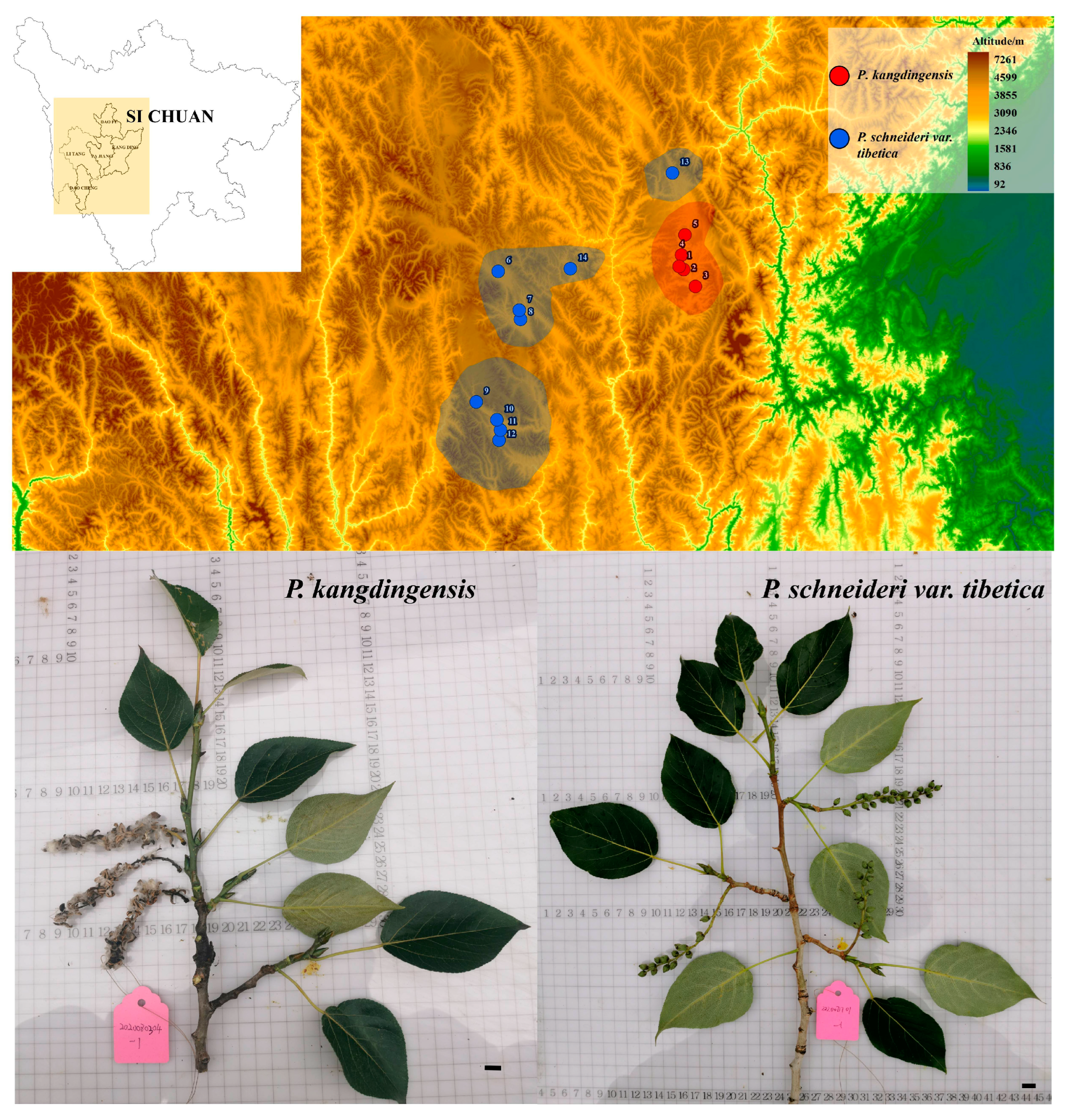 Forests 14 01003 g001 Forests 14 01003 g001