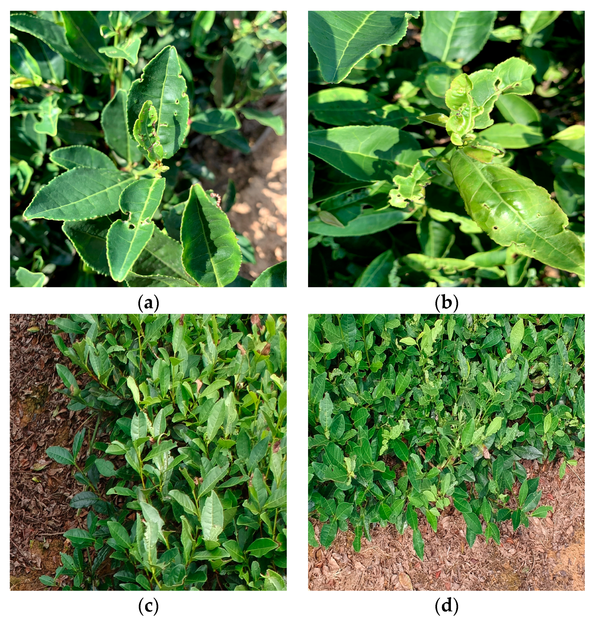 Forests 14 01012 g002