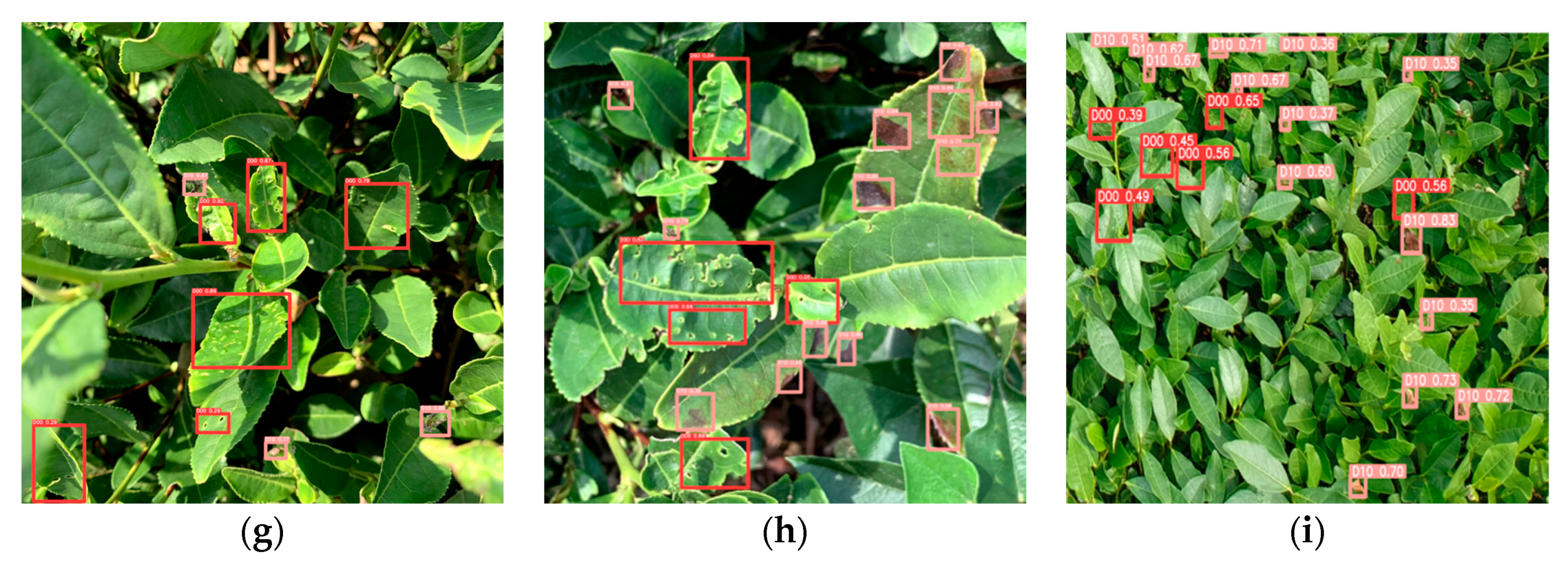 Forests 14 01012 g013b