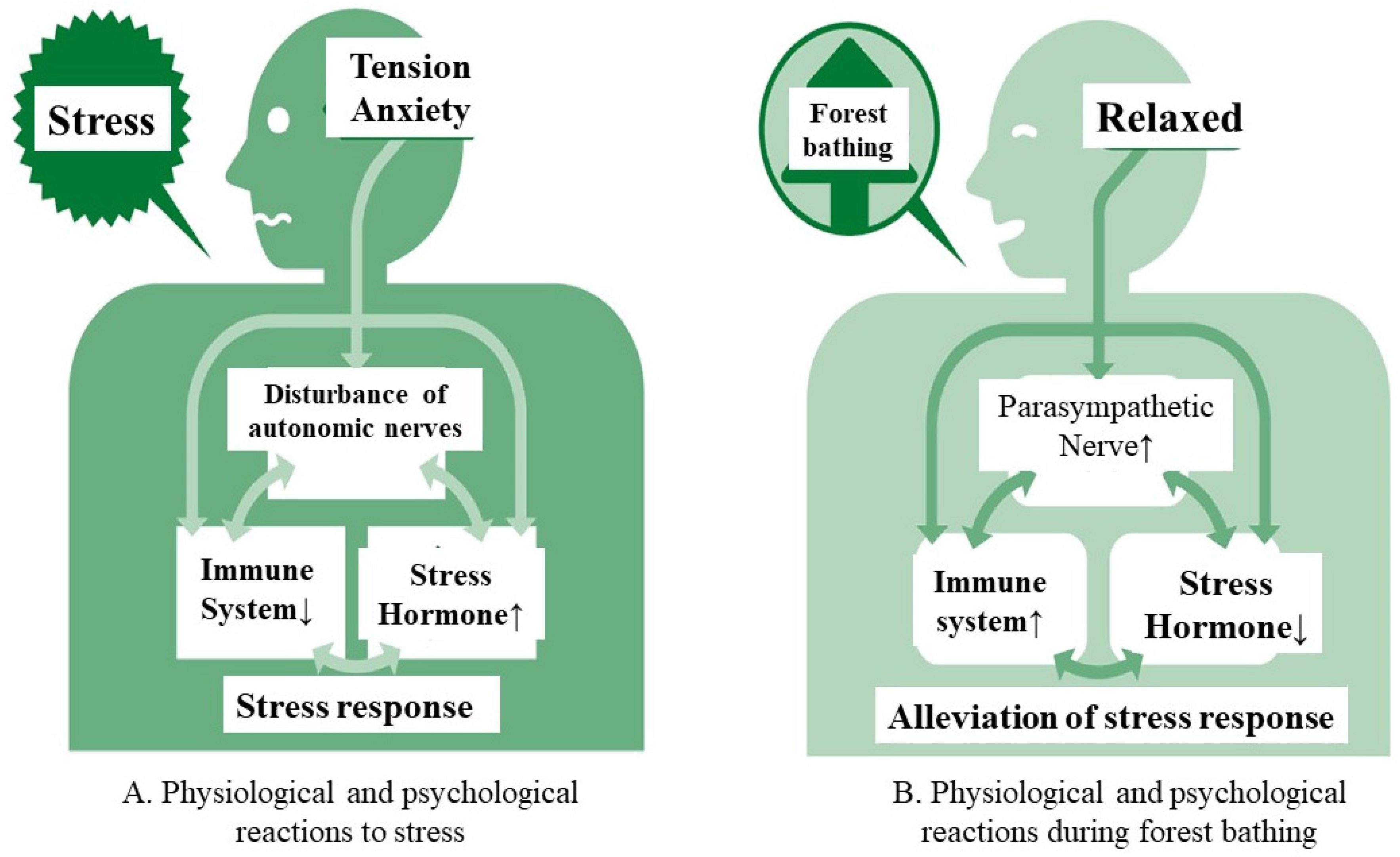 Forests 14 01024 g002