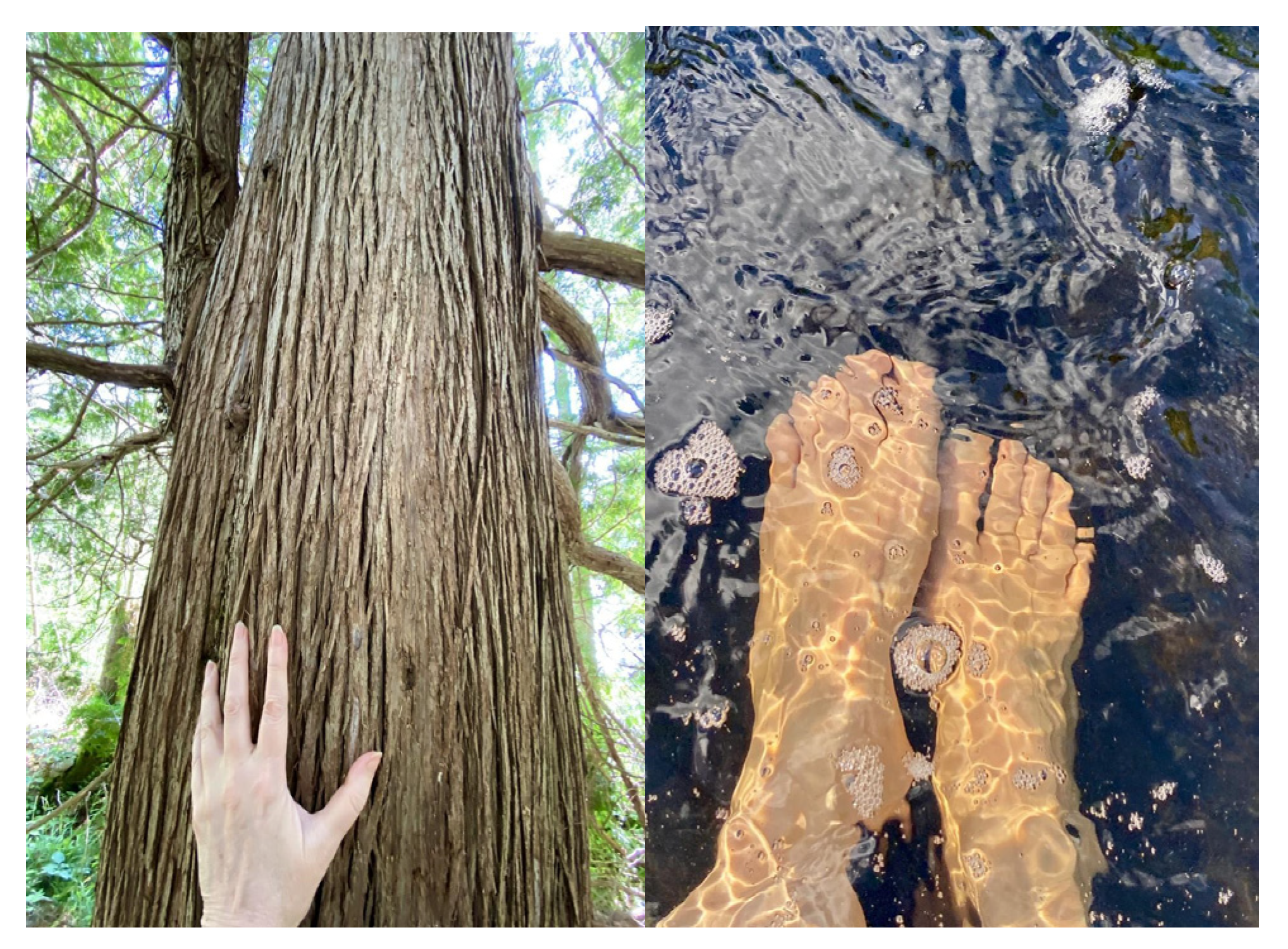 Forests 14 01033 g001