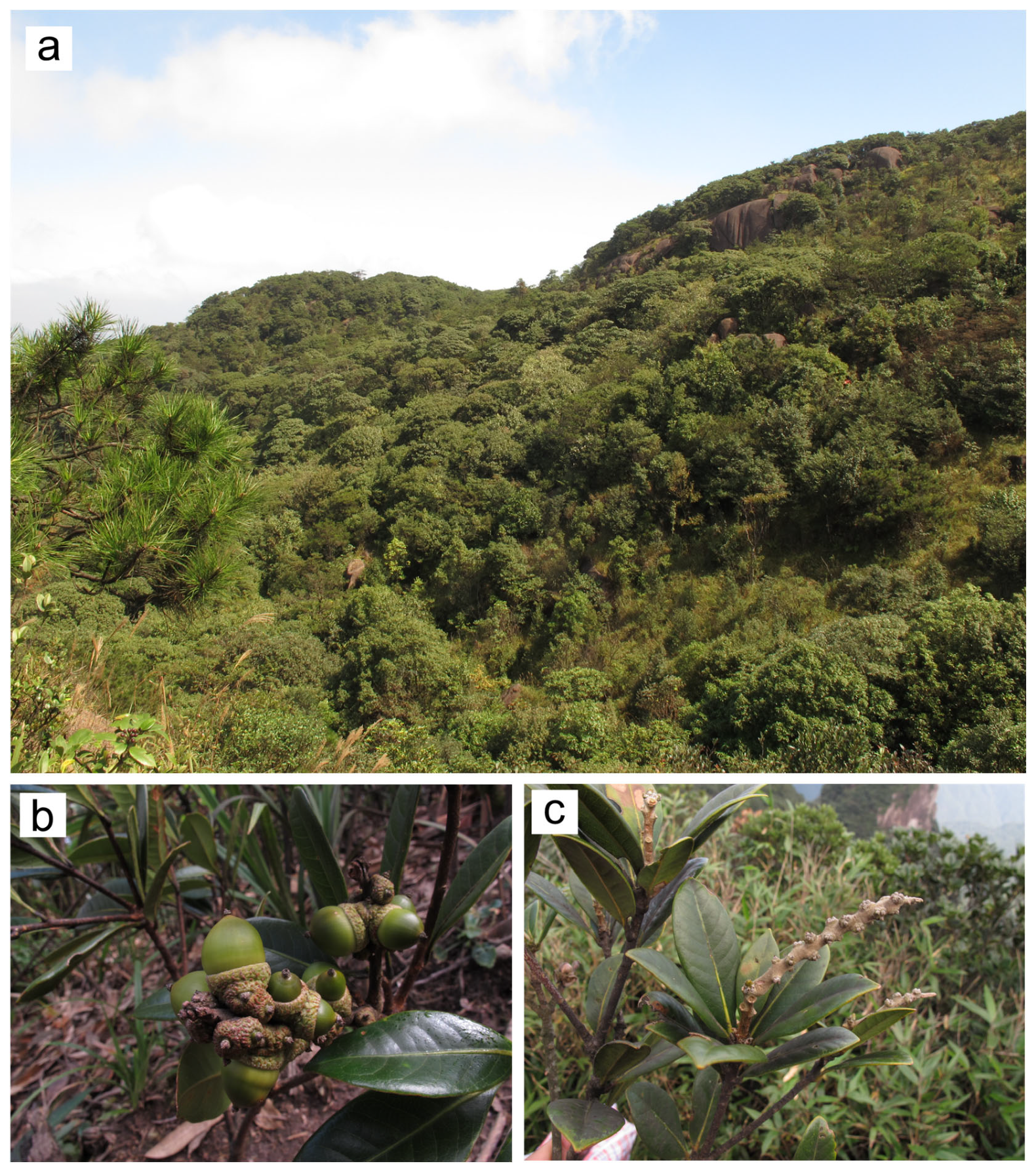 Forests 14 01049 g001 Forests 14 01049 g001