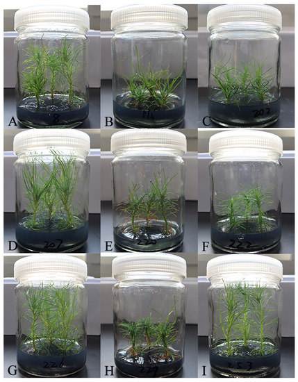 Screen of Pinus massoniana for Resistance to Pinewood