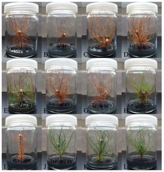 新品即決 Screen of Pinus massoniana for Resistance to Pinewood トップス
