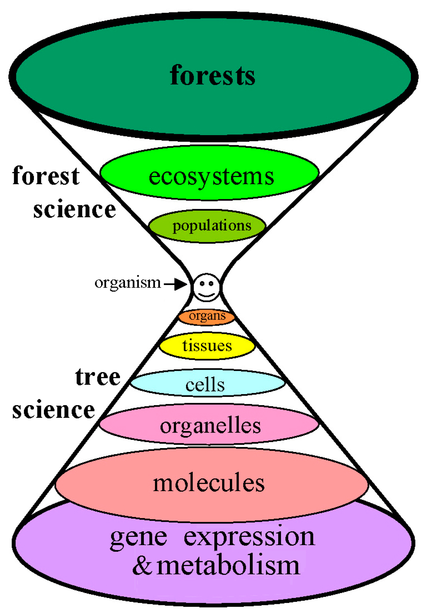 Forests 14 01065 g001