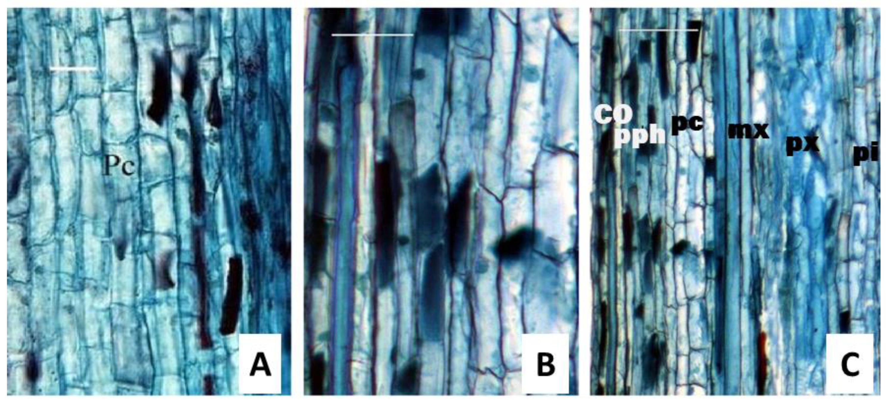 Forests 14 01071 g004 Forests 14 01071 g004