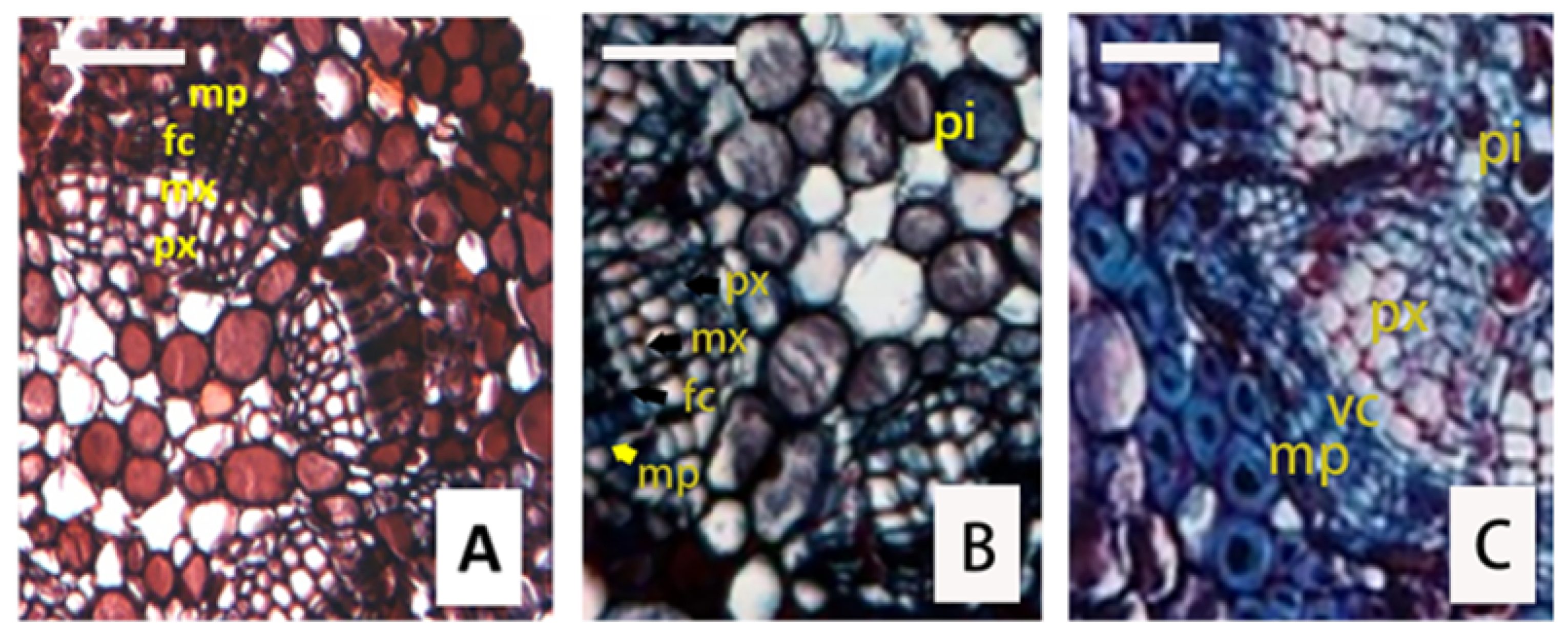 Forests 14 01071 g005 Forests 14 01071 g005