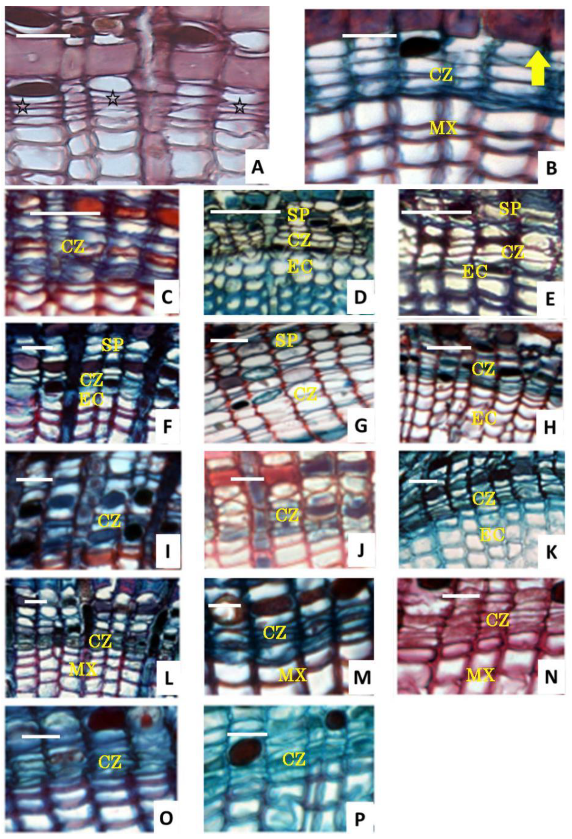 Forests 14 01071 g006 Forests 14 01071 g006