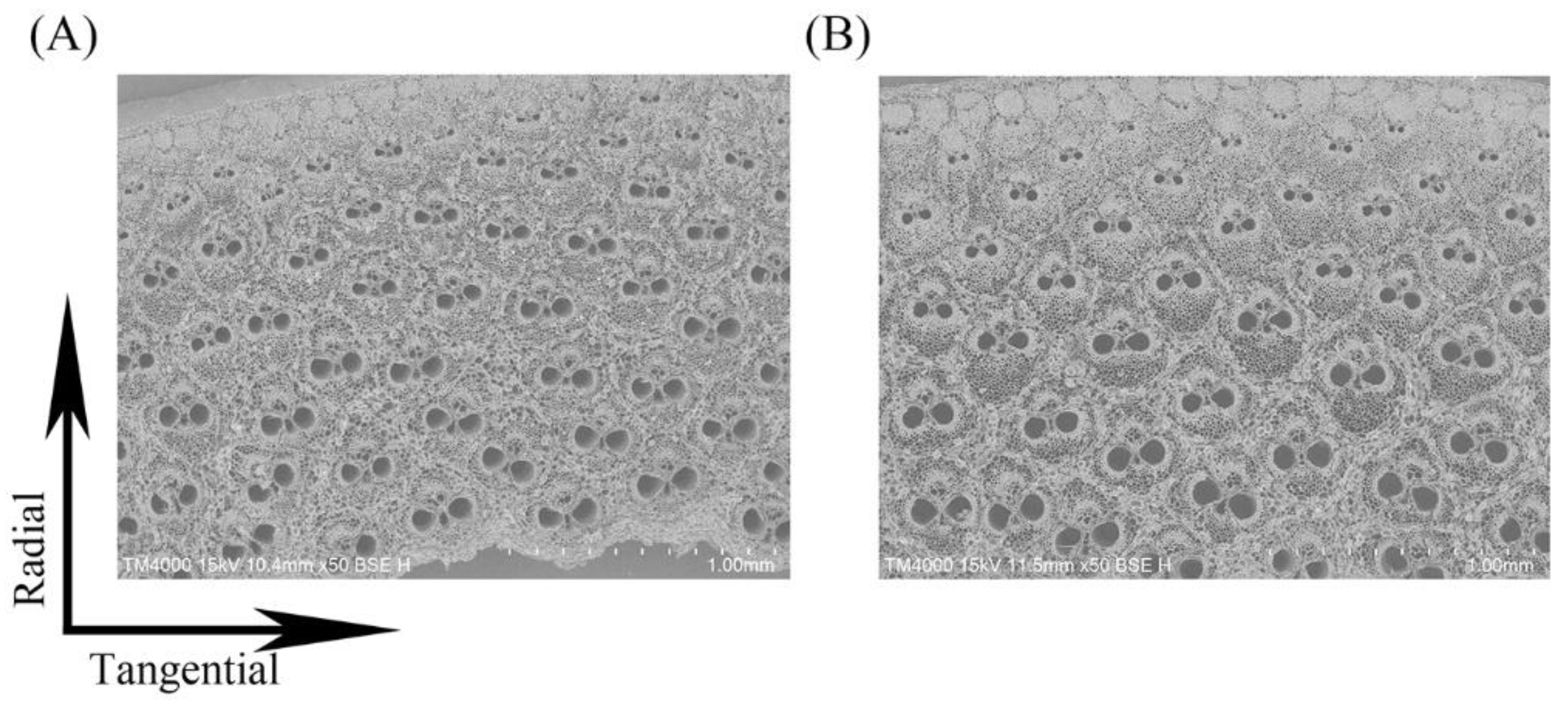 Forests 14 01073 g001 Forests 14 01073 g001