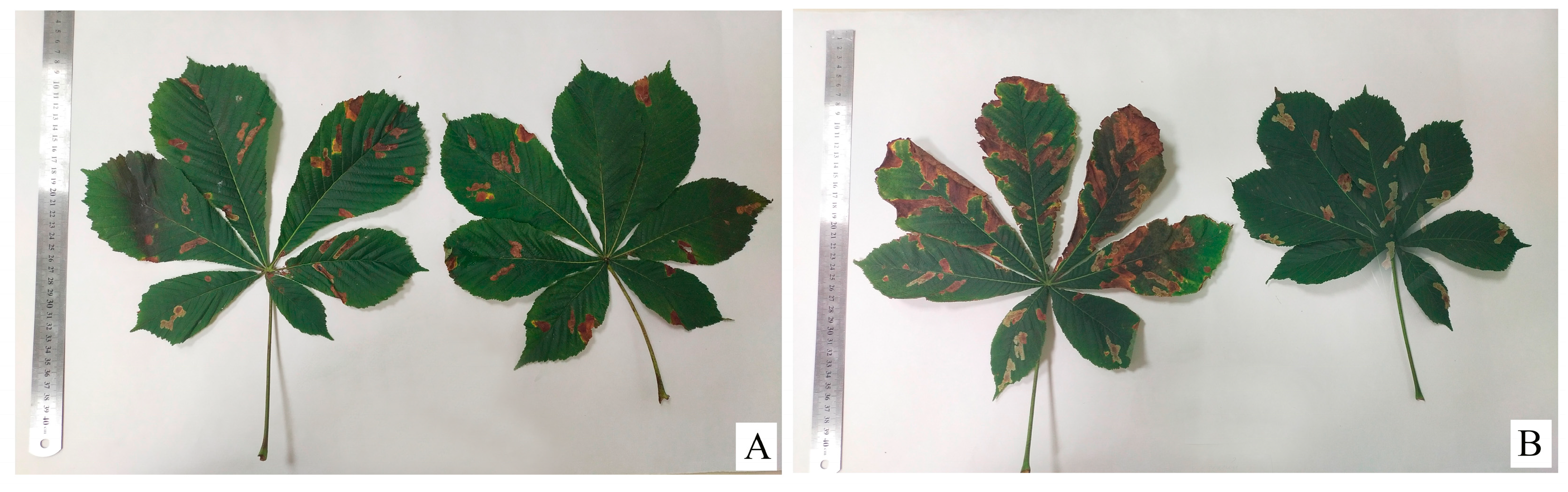 Forests 14 01079 g003 Forests 14 01079 g003