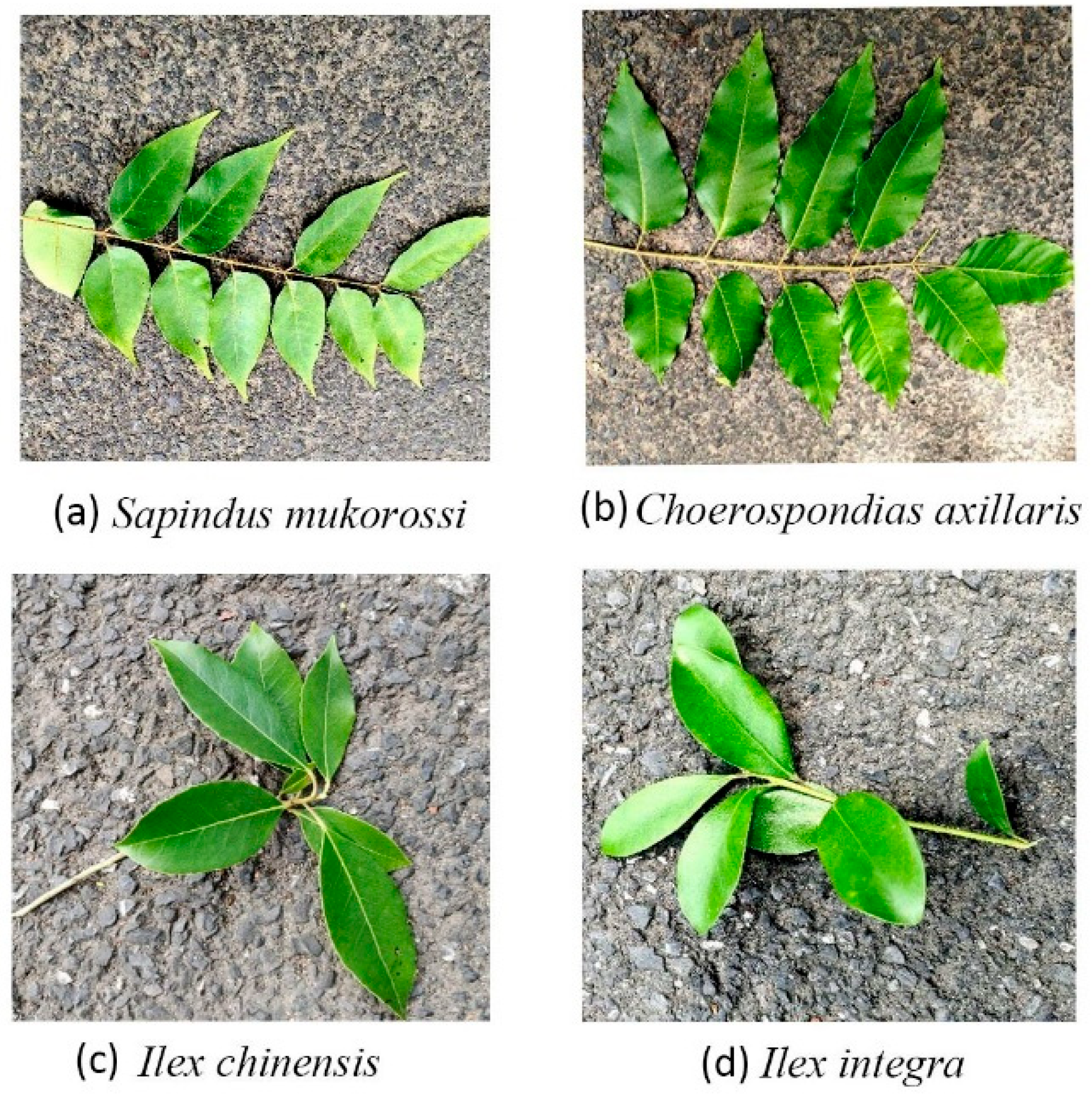 Forests 14 01083 g007 Forests 14 01083 g007