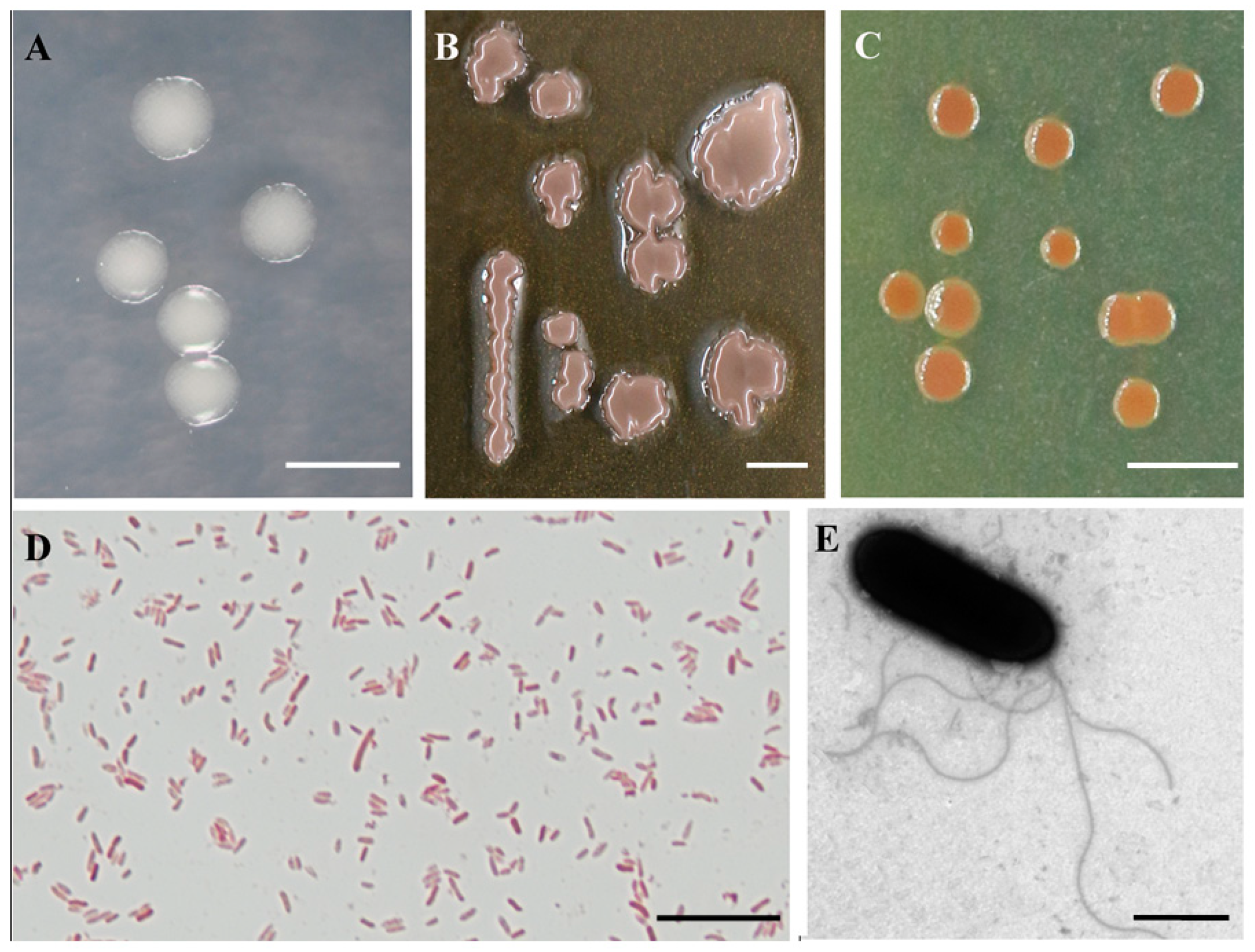 Forests 14 01089 g003 Forests 14 01089 g003