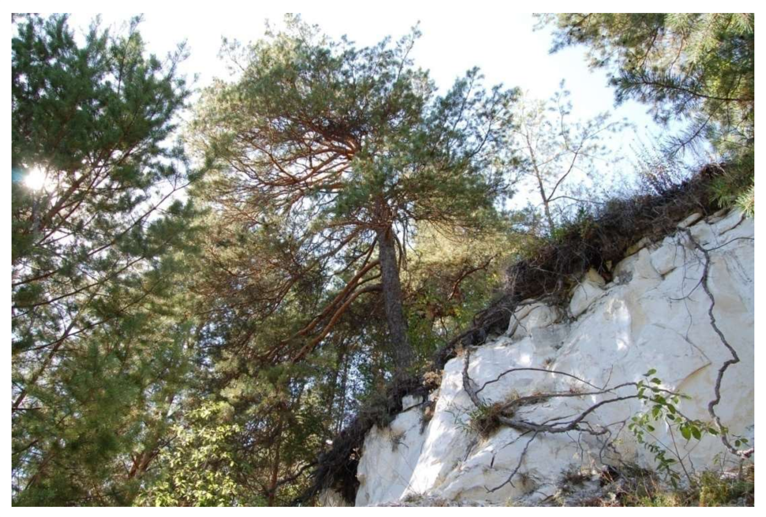 Forests 14 01093 g003