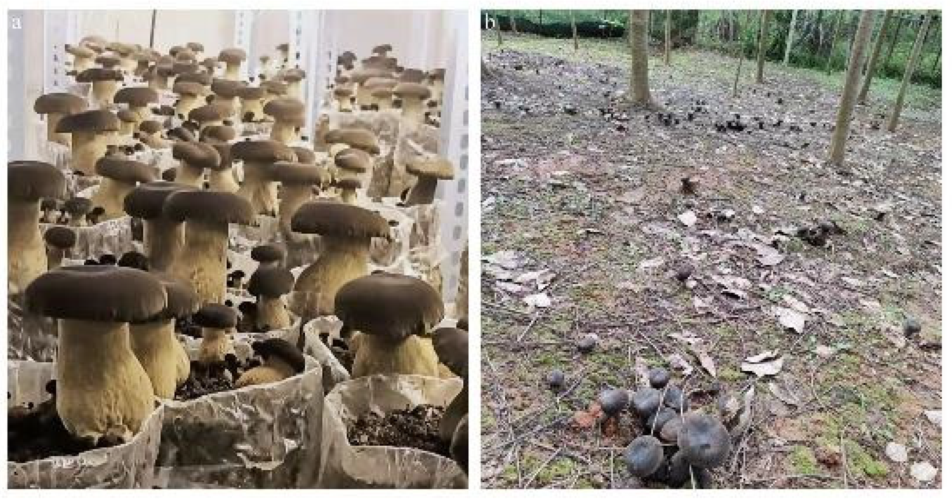 Forests 14 01096 g001 Forests 14 01096 g001